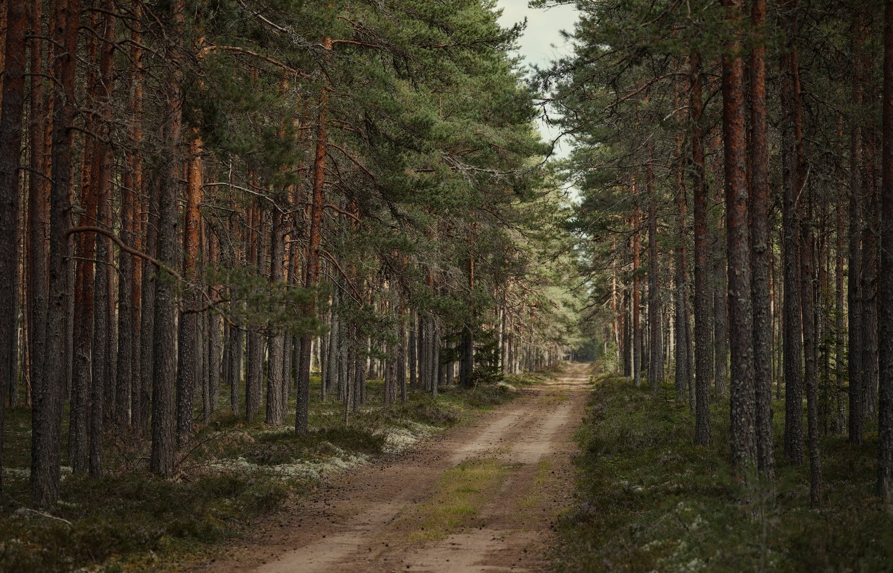 Leveä metsäreitti, joka kulkee tiheiden kuusten välissä