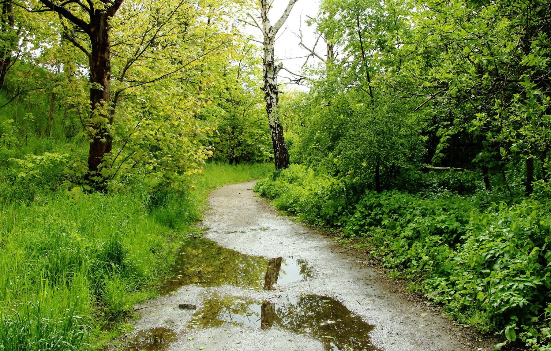 Lätäköitä metsäreitillä sateen jälkeen
