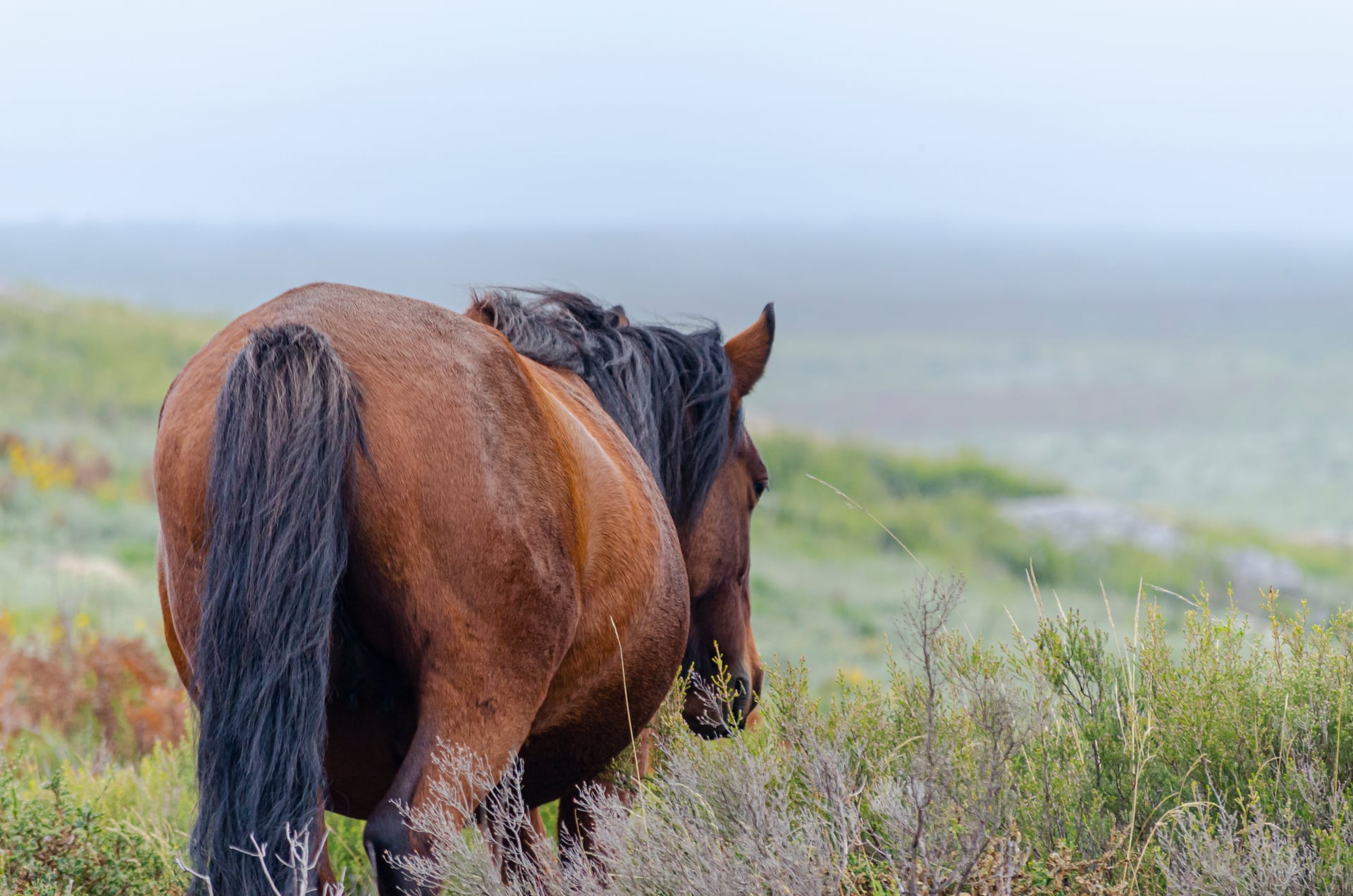 Brown horse with dark mane grazing in scrubland with foggy background