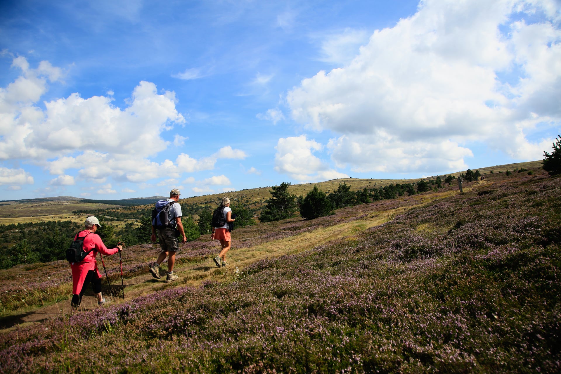 Three walkers with day packs and poles crossing open heather moorland on Mont Lozère