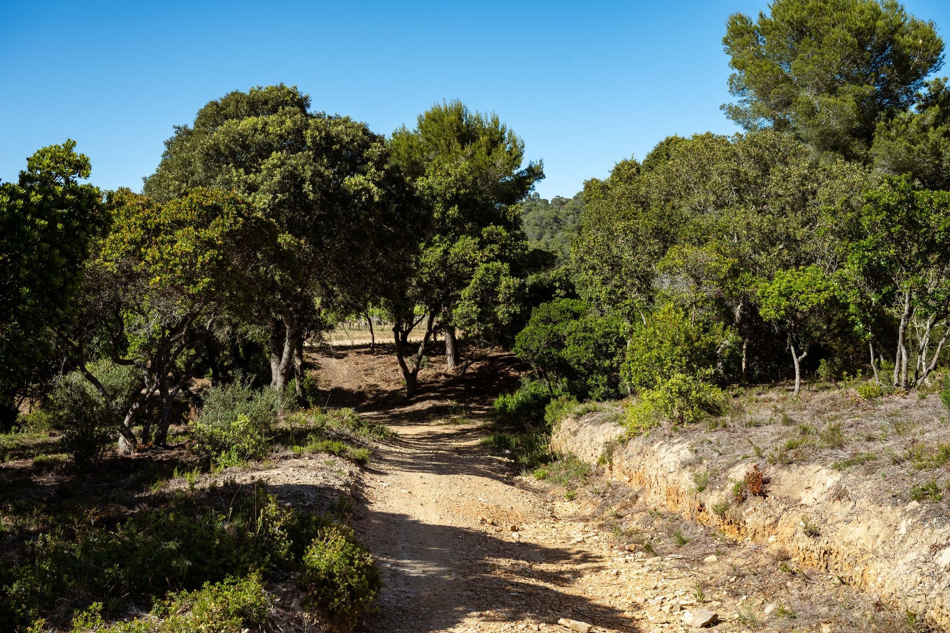 Een door dennen beschaduwde route door de droge Provence garrigue
