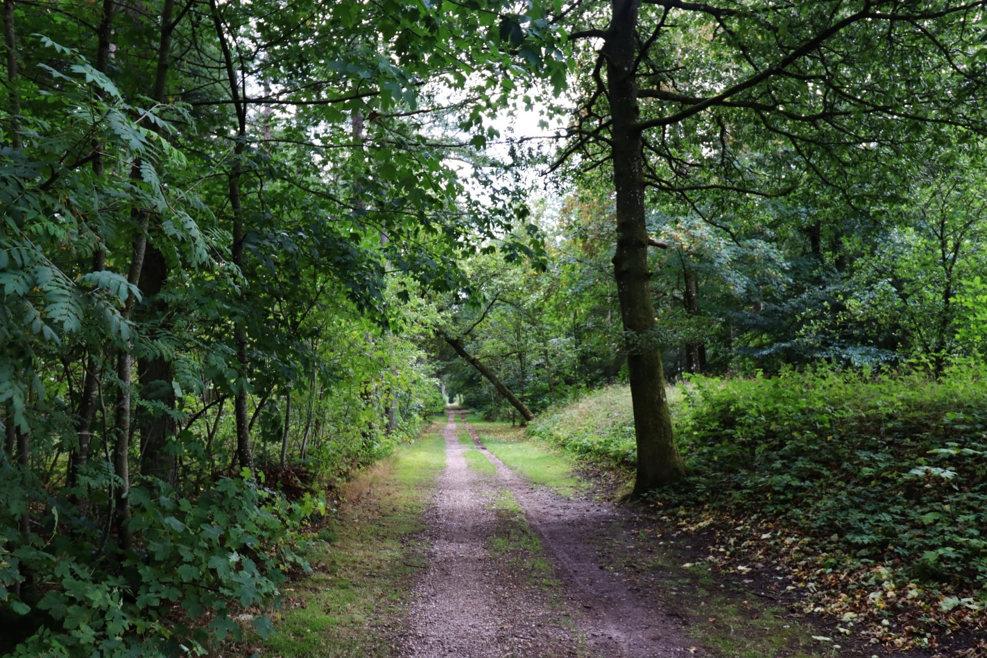 Hærvejen near Viborg forest path