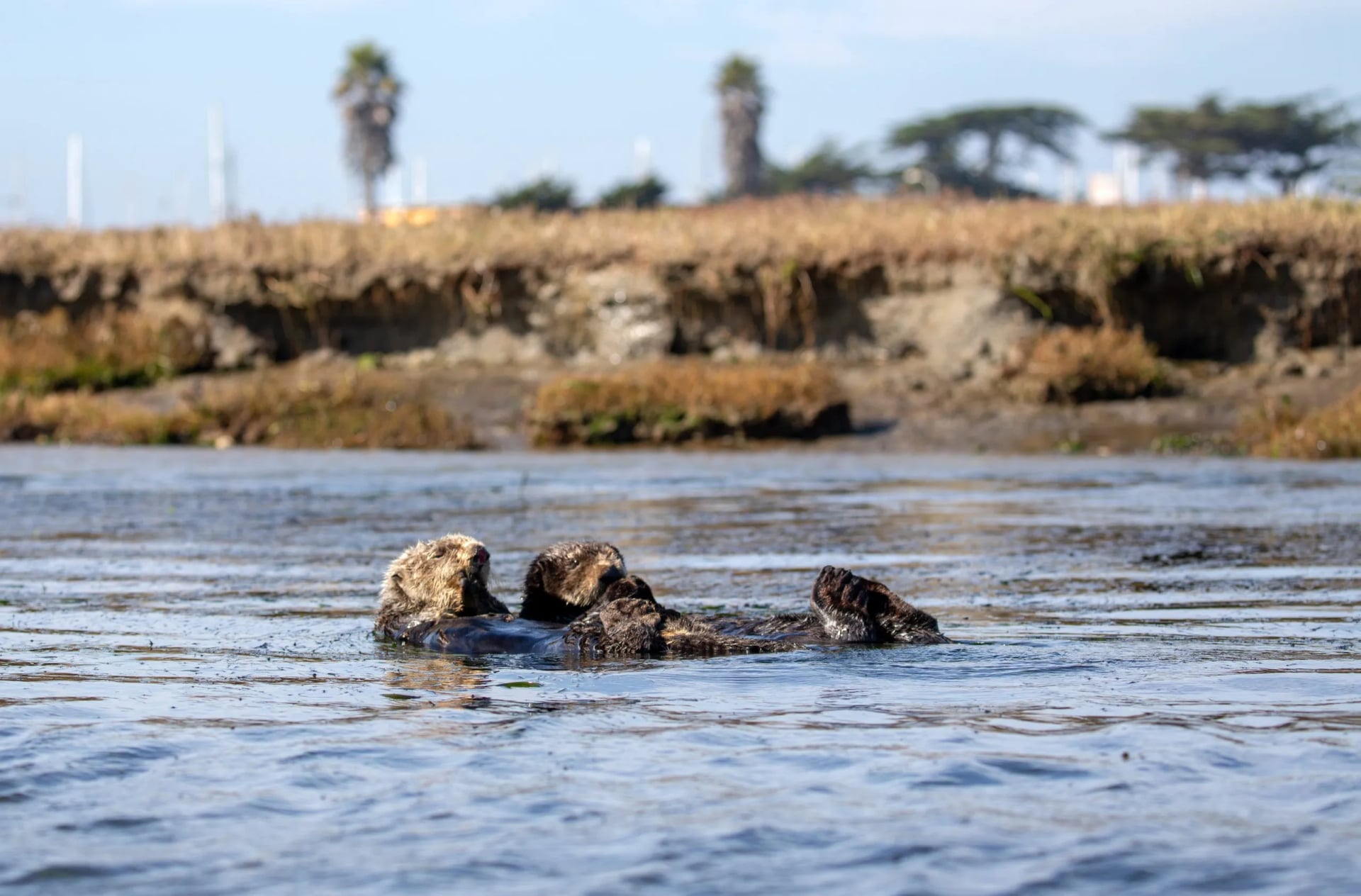 Sea otters floating together in the calm water of a tidal slough