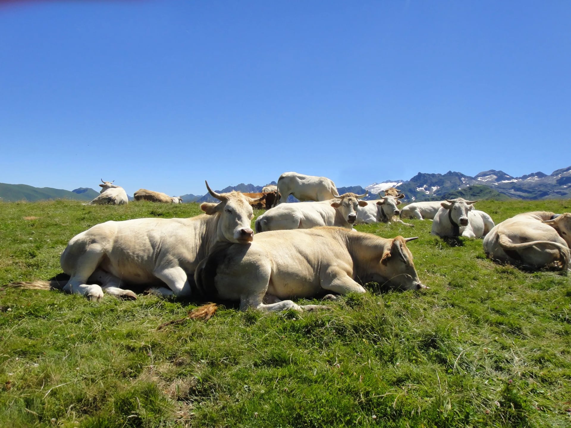 Pale Pyrenean cattle lying on high summer pasture with mountains behind