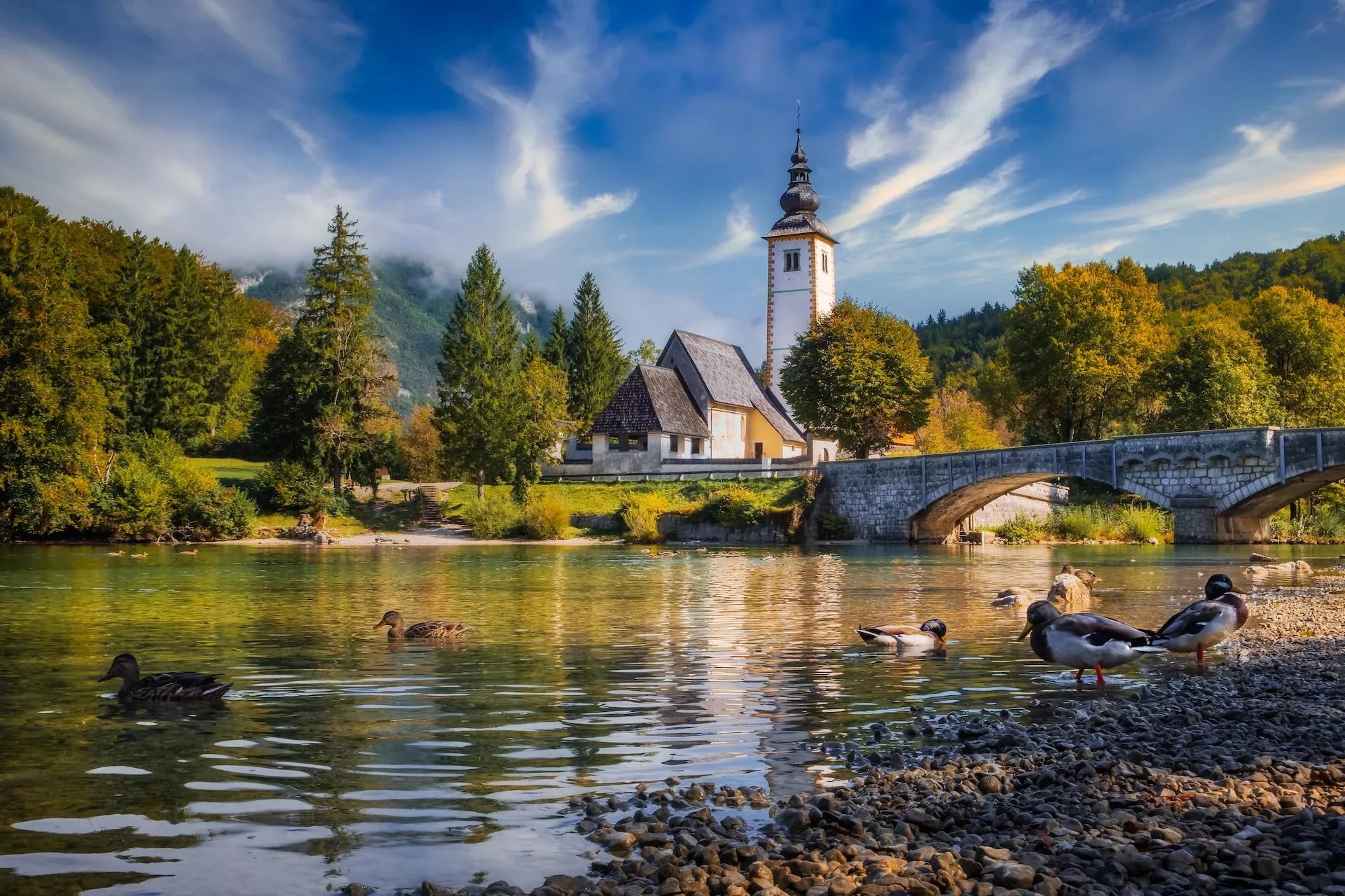 Ducks on rocky shore of river near stone bridge and church tower in Bohinj.