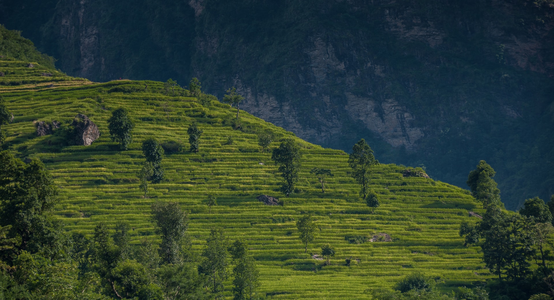 Green terraced rice fields on a steep hillside below dark mountains on the Manaslu Circuit.