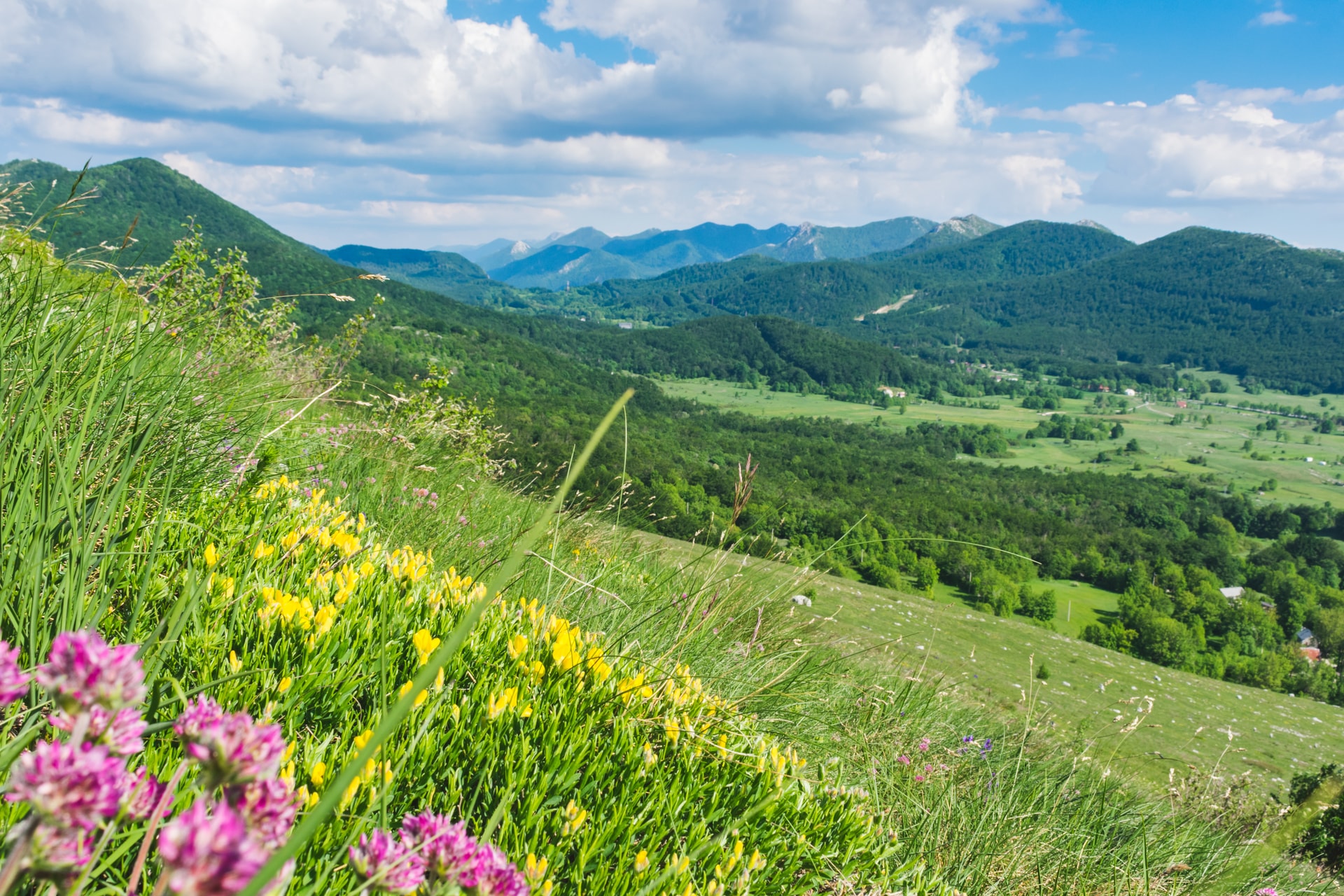 Velebit pastures with wildflowers in foreground overlooking green, forested mountains under blue sky.