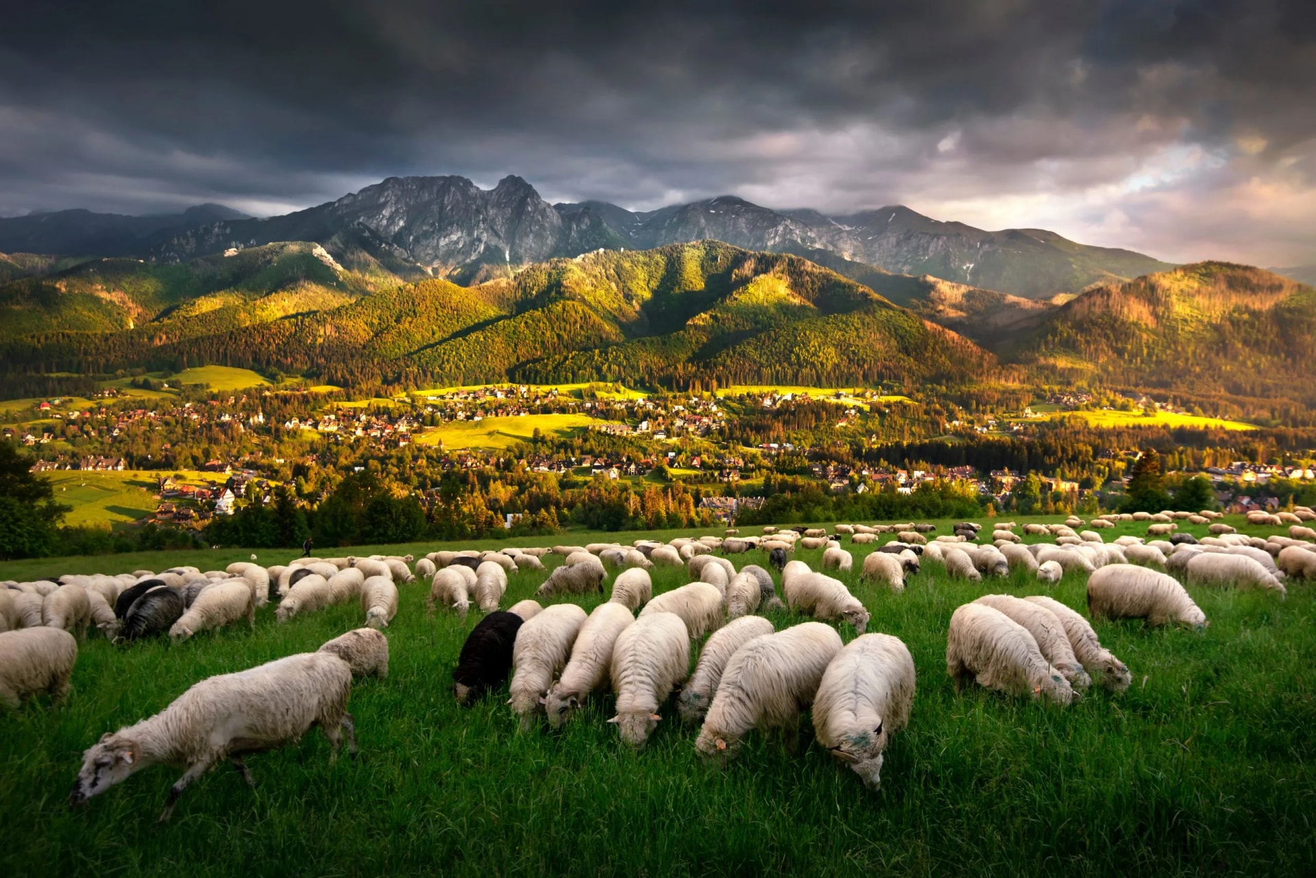 Sheep grazing in the pasture, with a view of the Tatra Mountains, Giewont and Podhale, Zakopane, Poland. 
Owce na wypasie na hali, z widokiem na panoramę Tatr, Giewont i góry. Zakopane, Polska.