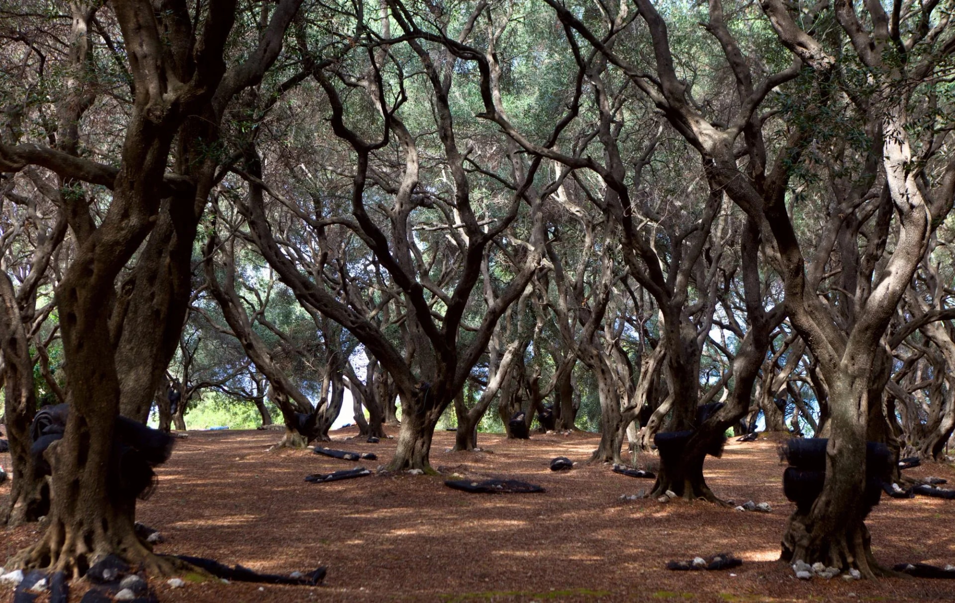 Olive trees
