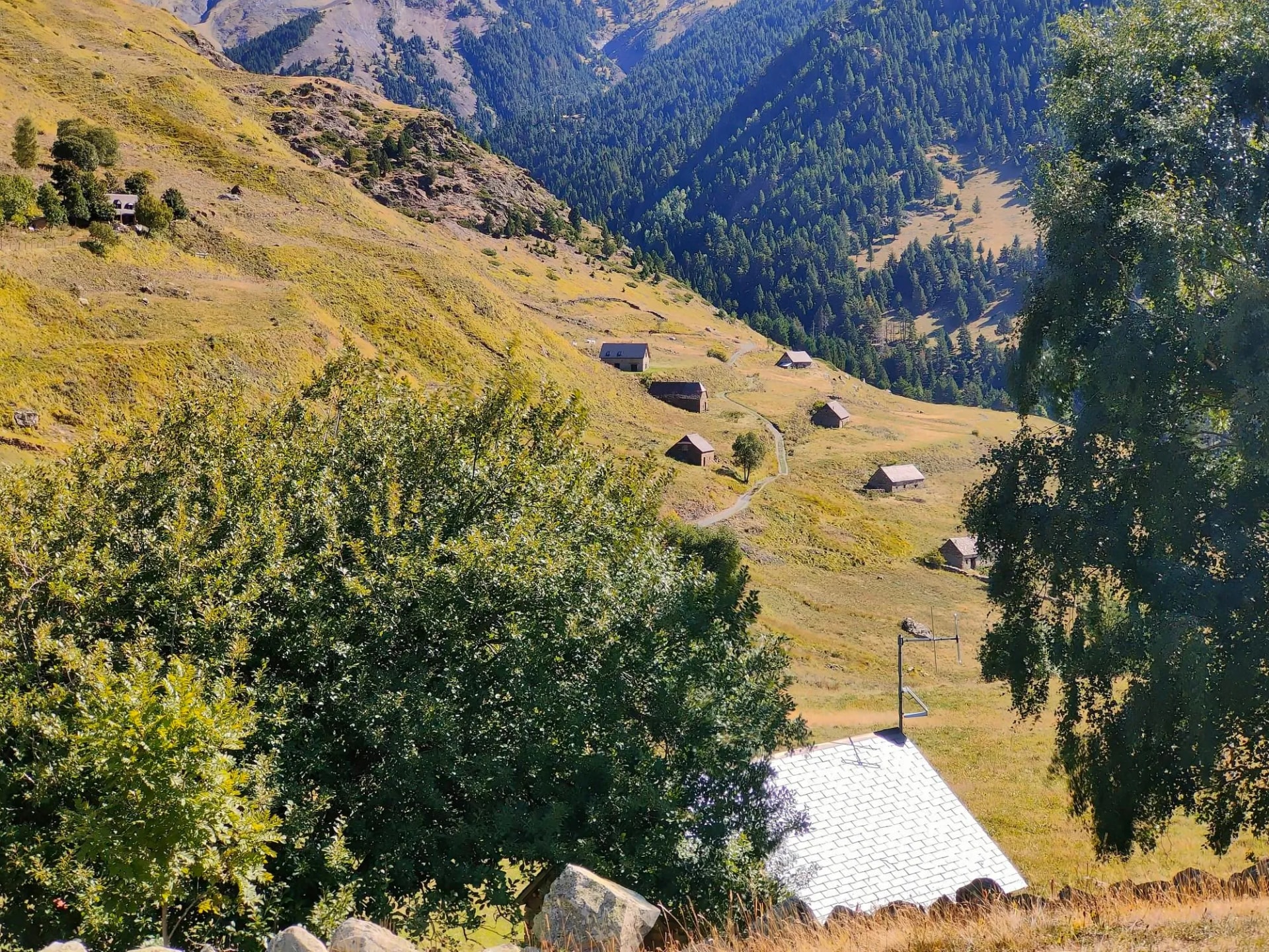 Scattered cottages on grassy mountain slope overlooking dense pine forest valley