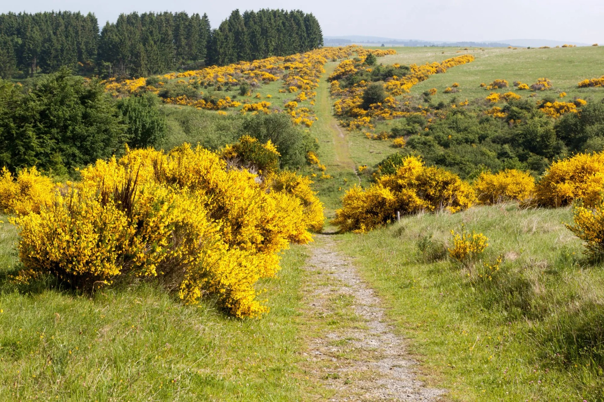 Dreiborn Plateau