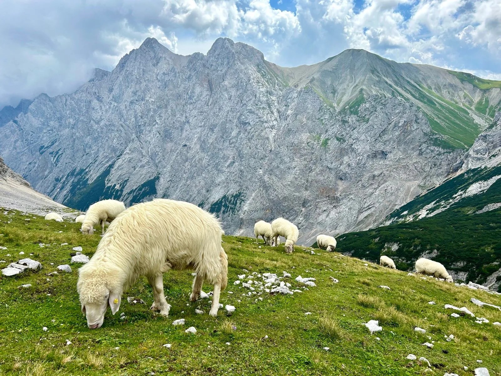 Sheep grazing on green alpine meadow with massive rocky mountains under cloudy sky