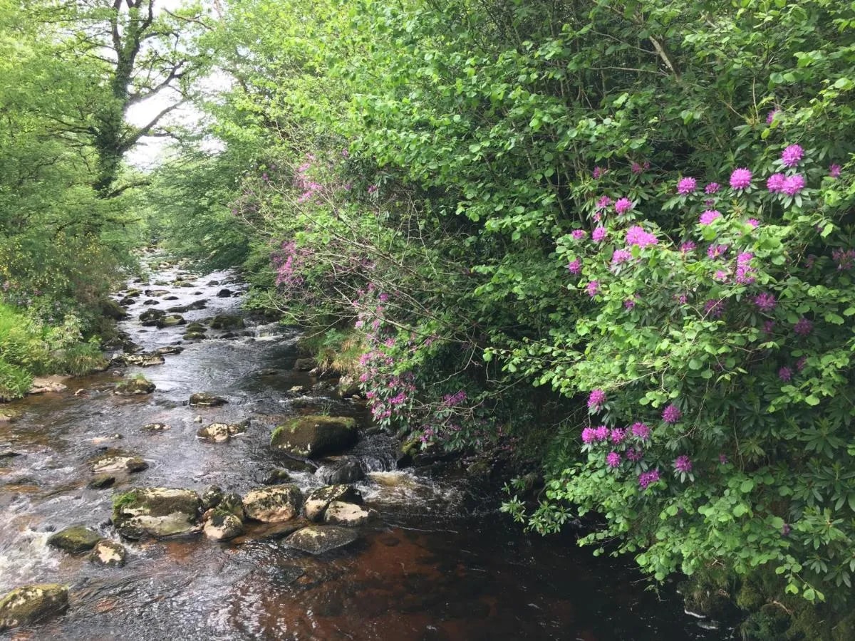 Ballyteige creek