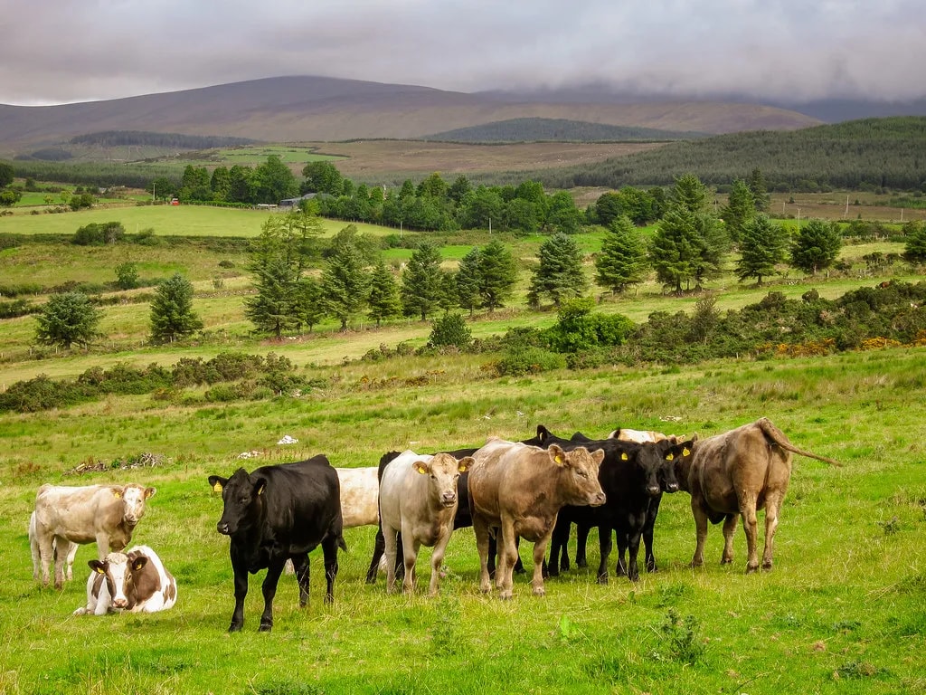 Ballycurragh