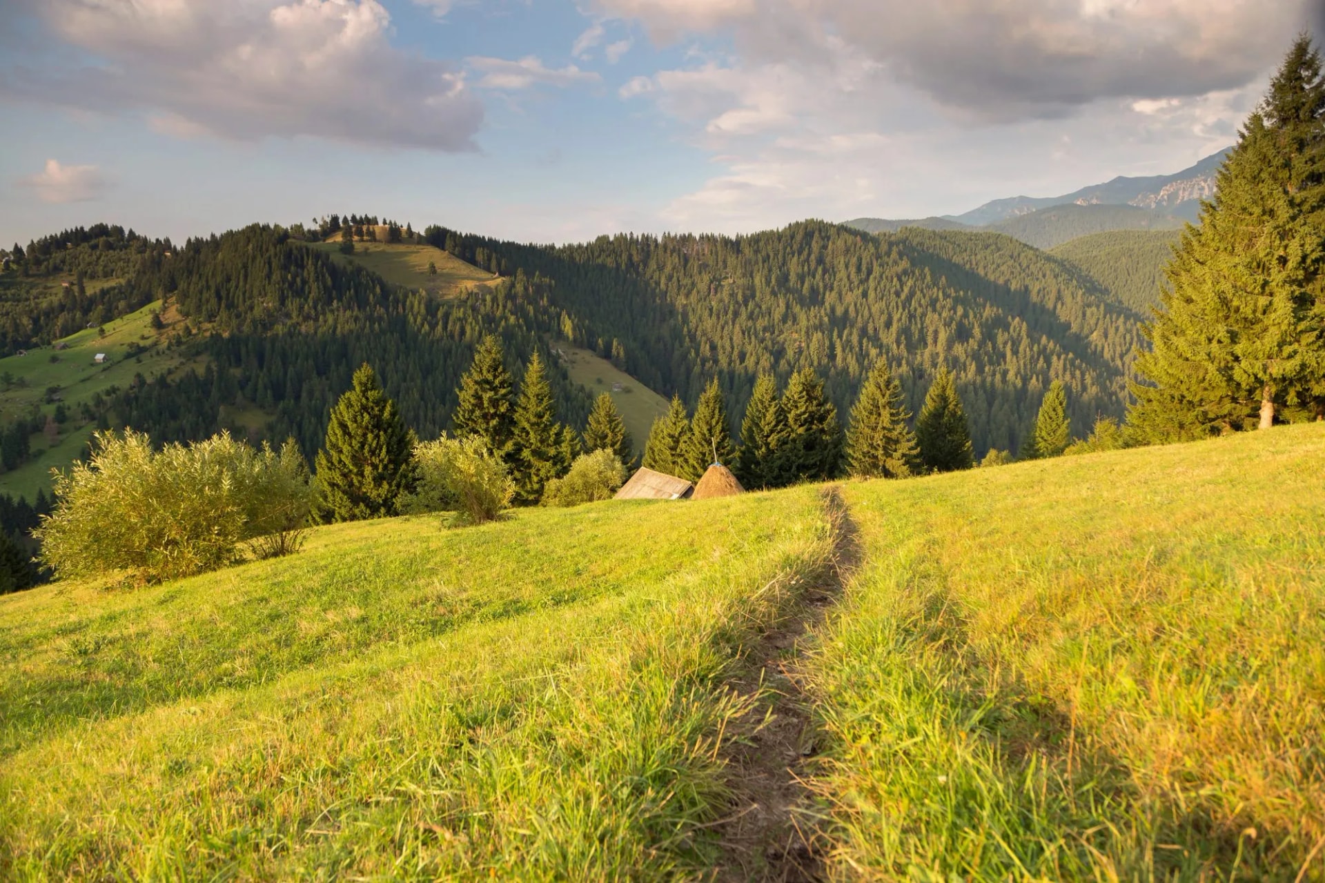 Hiking trail on grassy slope toward dense pine forests in Moeciu de Sus mountains.