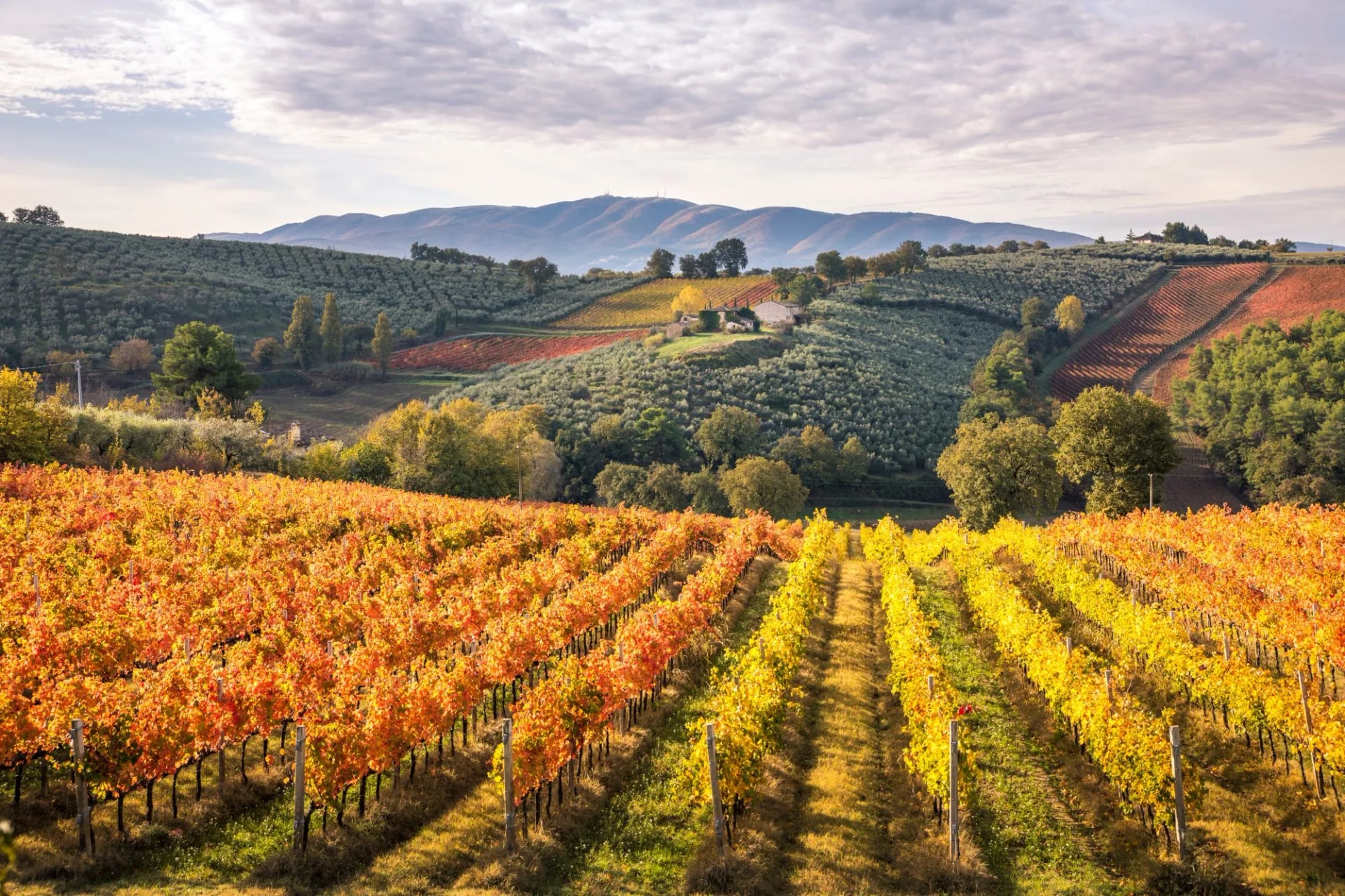 Vineyard rows with bright autumn foliage, olive groves, and rolling hills near Montefalco.