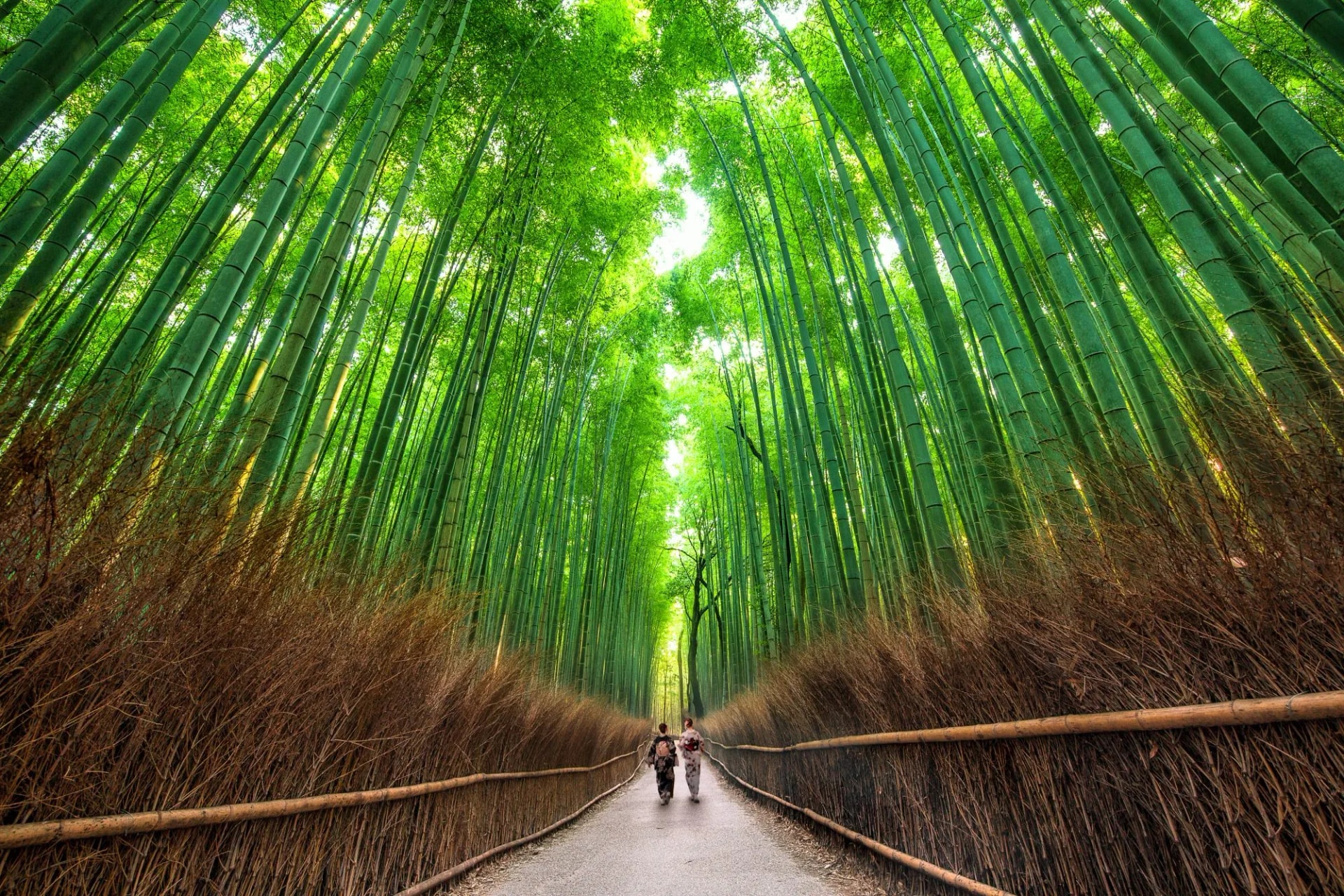 Two people walking in the towering green Arashiyama Bamboo Grove in Kyoto, Japan.