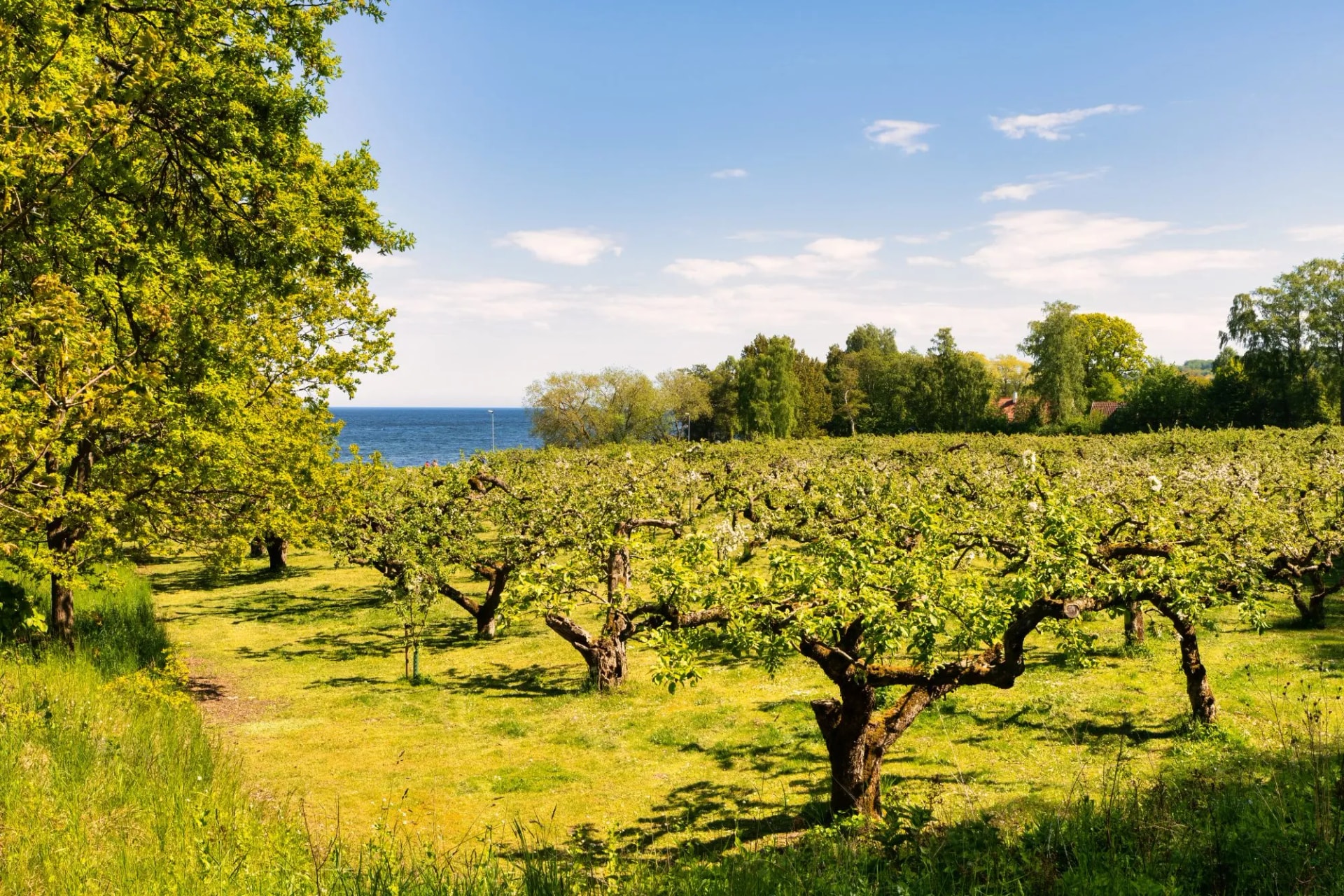 Apple tree blossom in Kivik orchard with blue sea and sky in the background