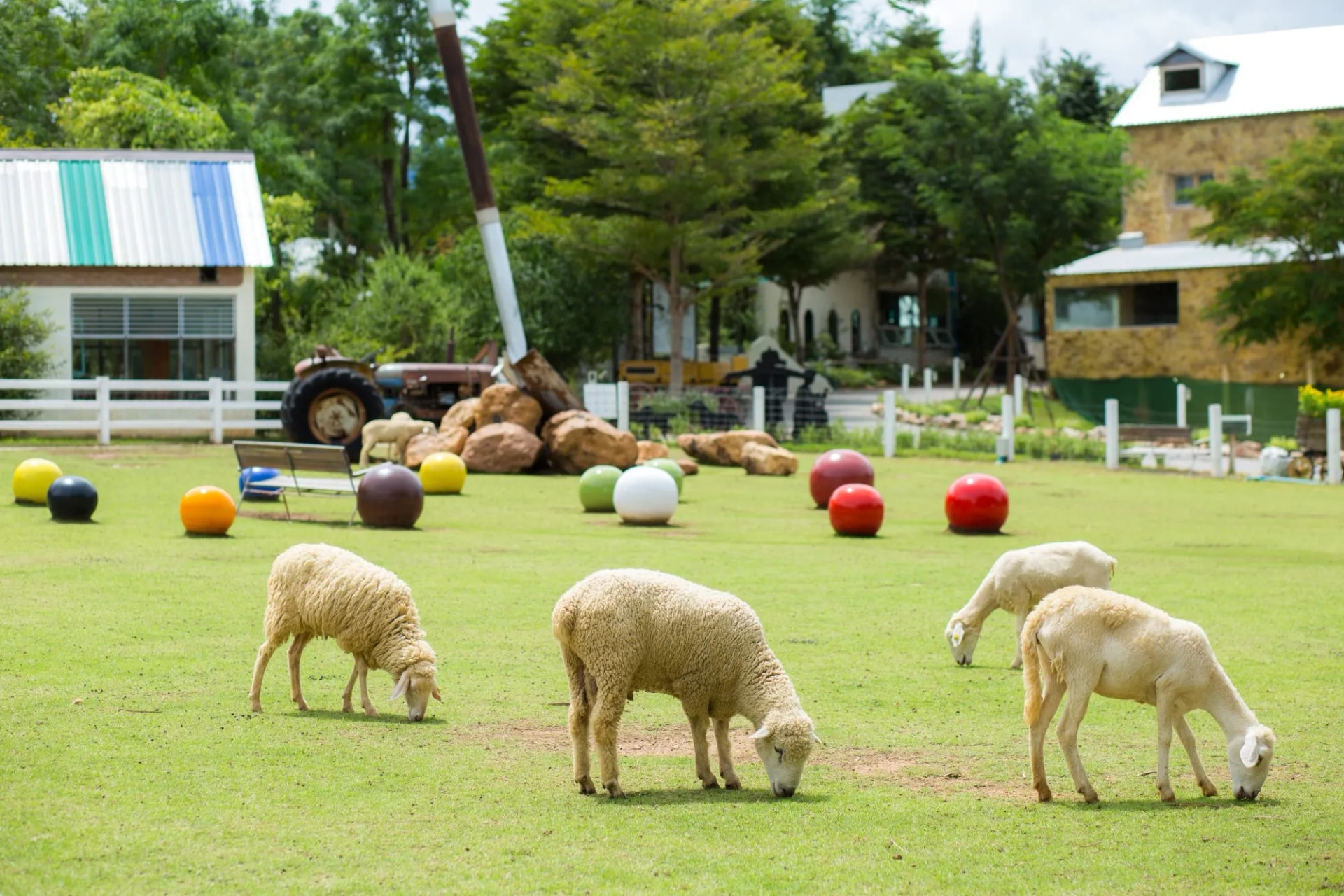 Sheeps in a meadow