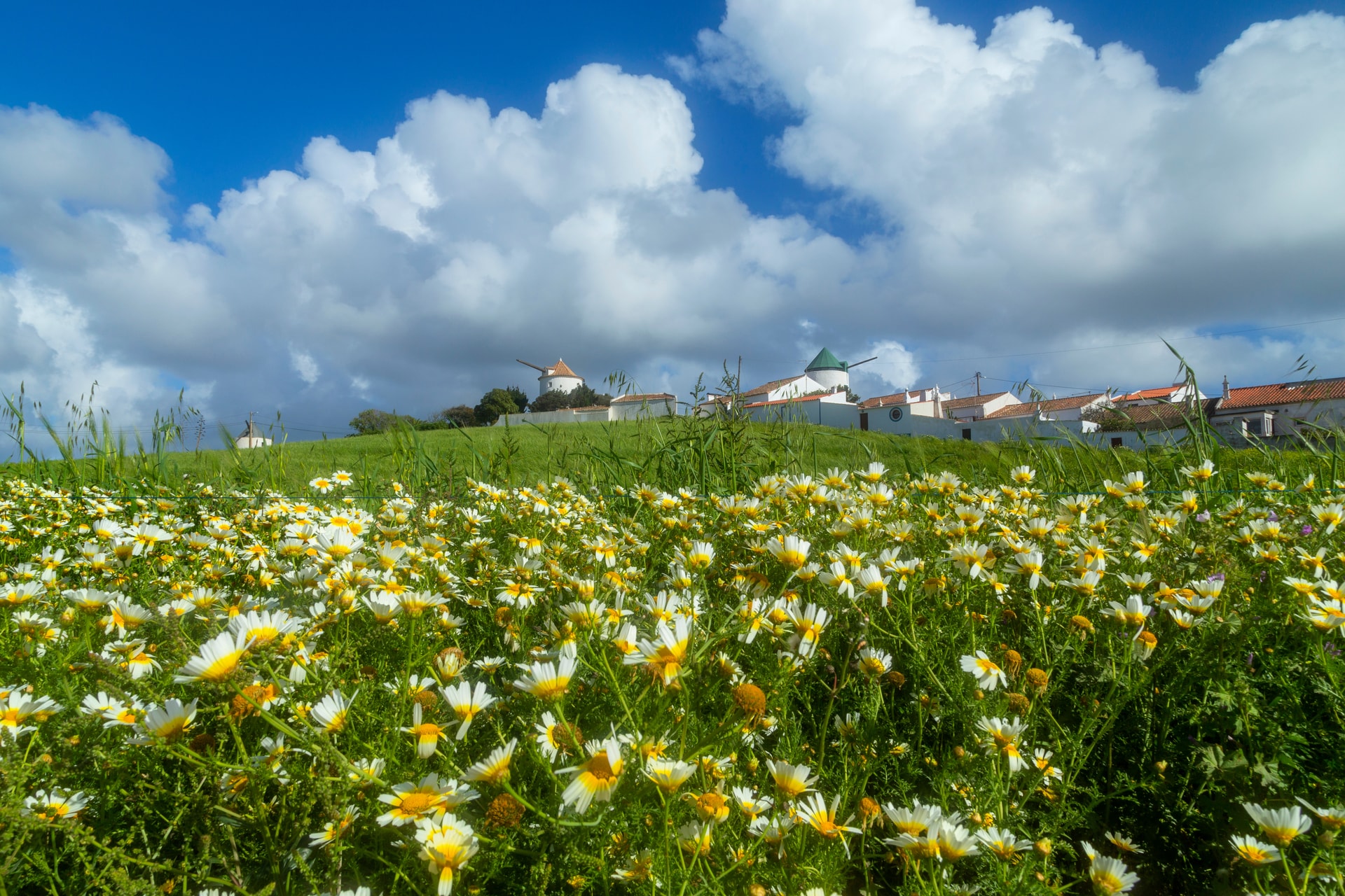 Field of daisies below windmills and white buildings in Vila do Bispo under blue sky.
