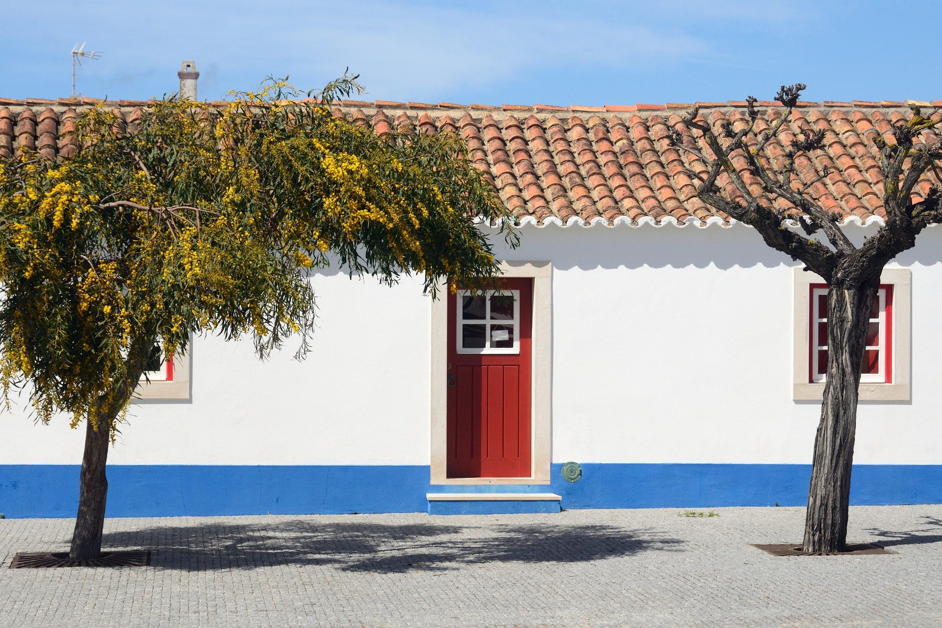 White building with blue base, red door, and flowering mimosa tree in Porto Covo, Alentejo Litoral.