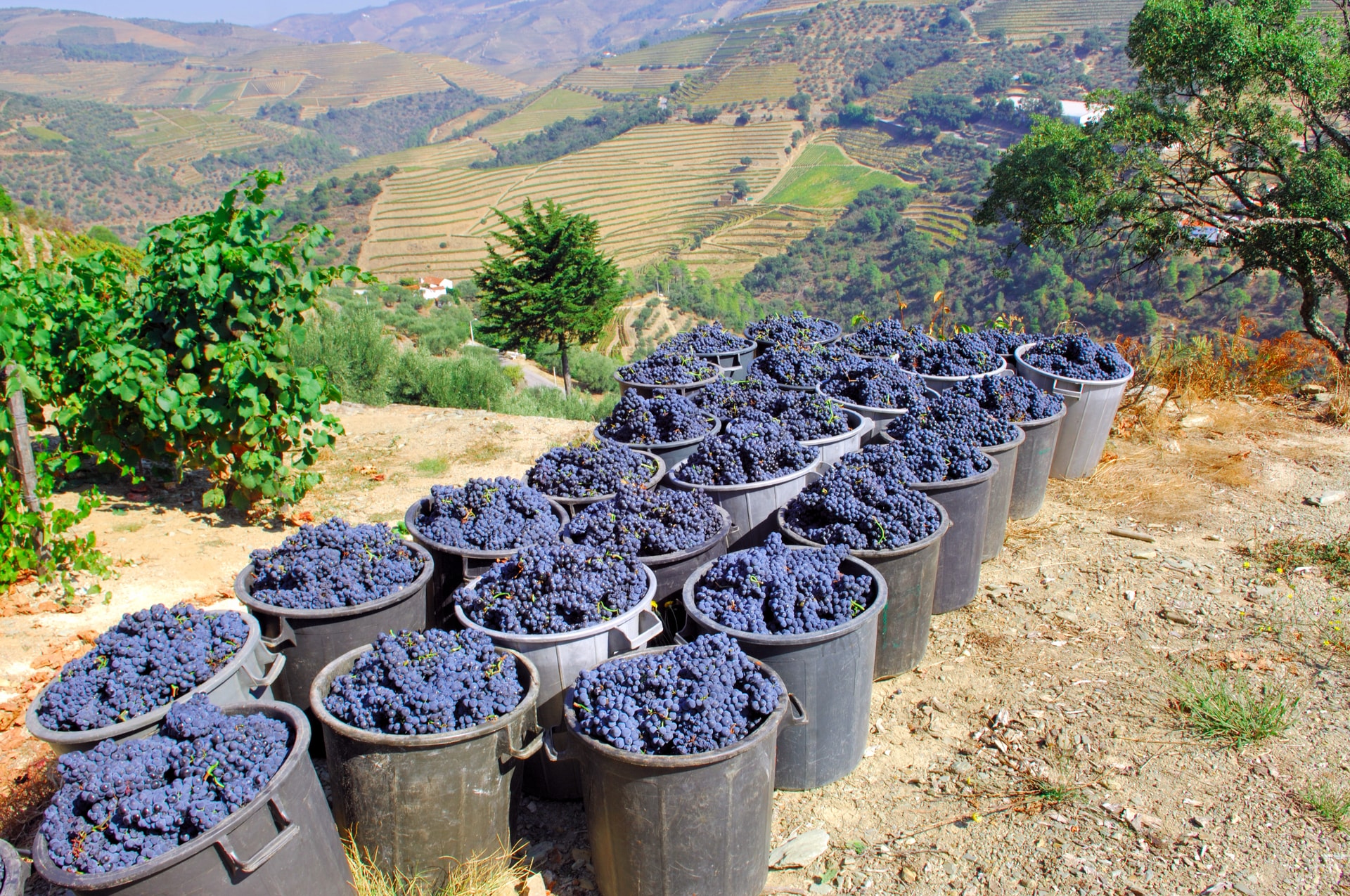 Grape harvest with buckets of dark grapes on hillside overlooking terraced vineyards in Pinhão, Douro Valley.