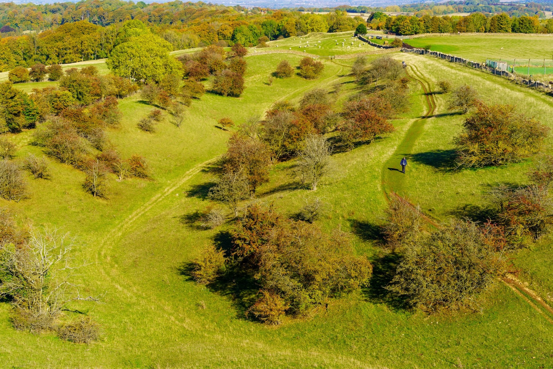 Hiker walking on dirt path through green rolling hills with autumn trees in the Cotswolds.