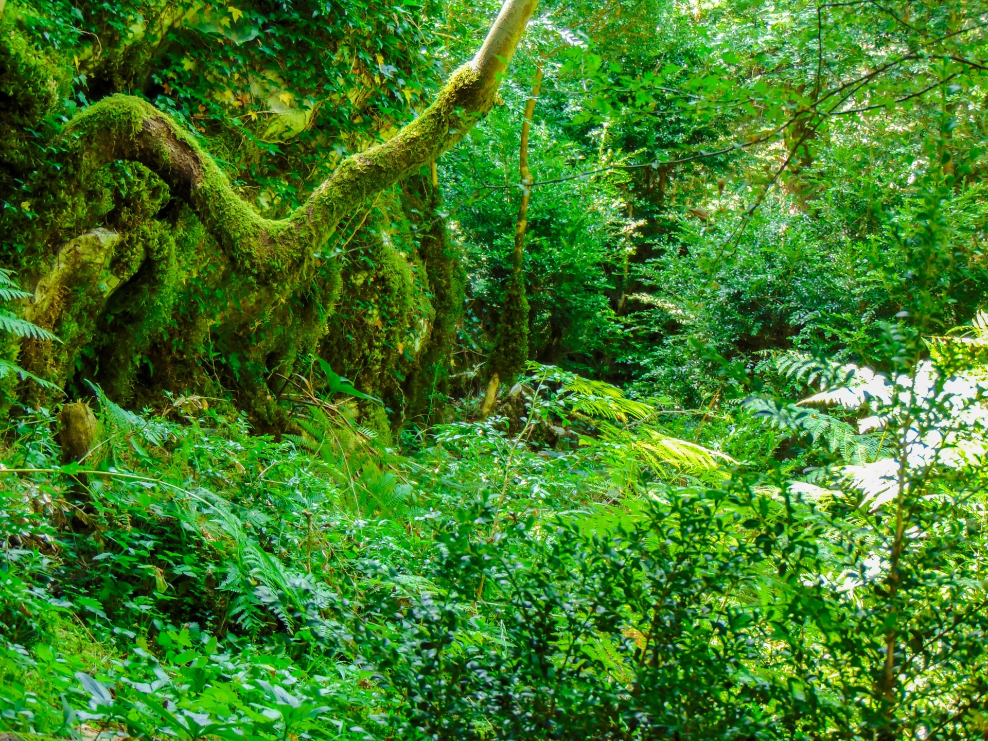 Meditrranean forest, National Park of Llogara.