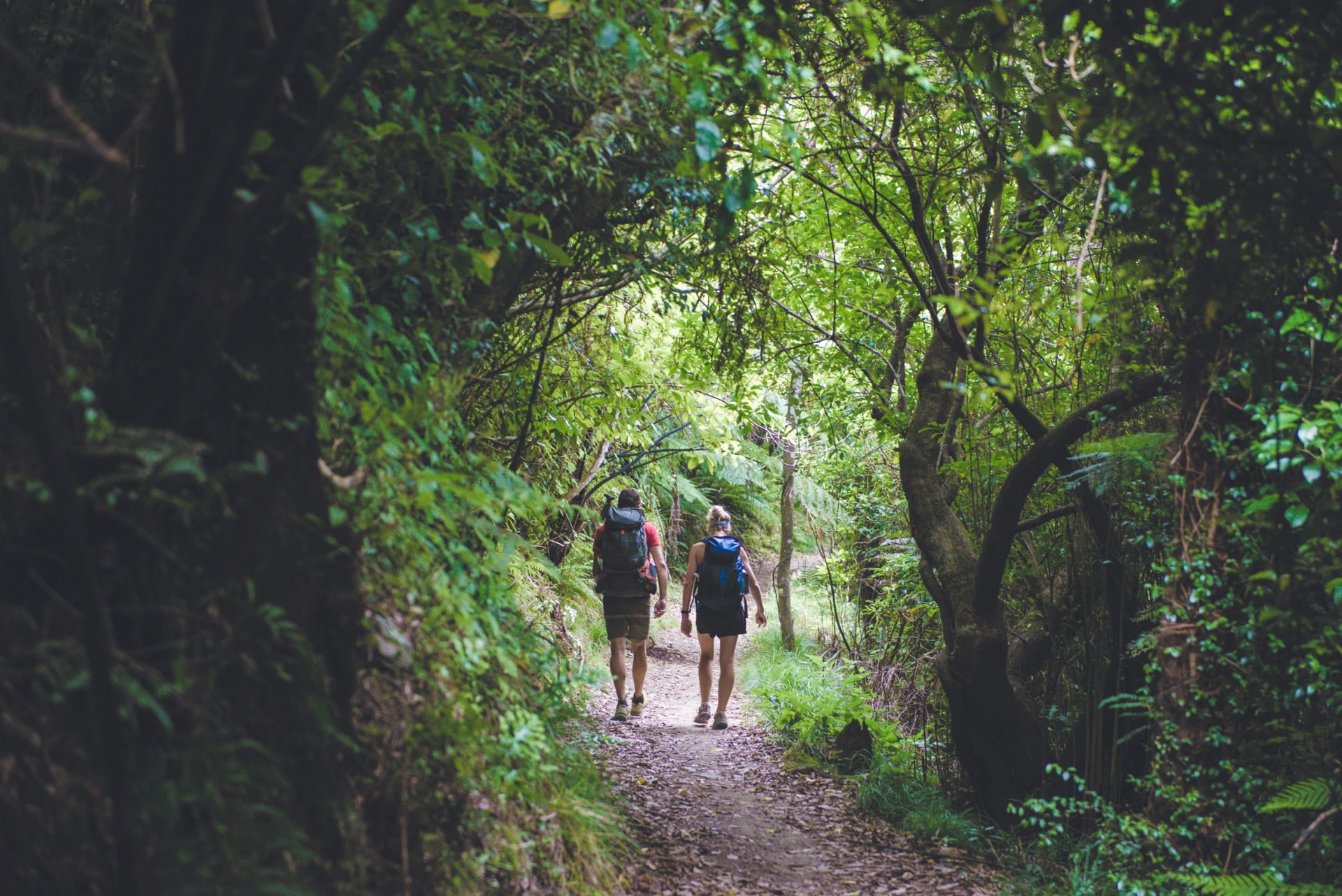 Queen Charlotte Track Self-Guided Walk
