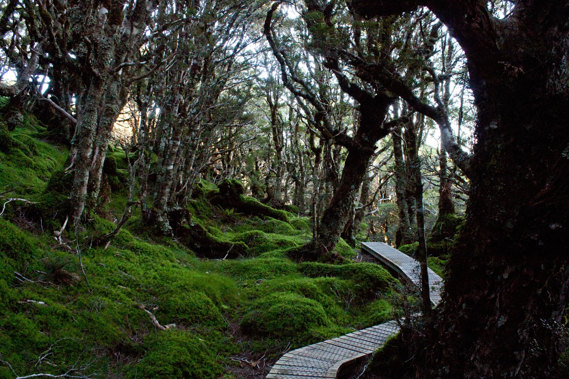 Boardwalk through mossy forest on the climb