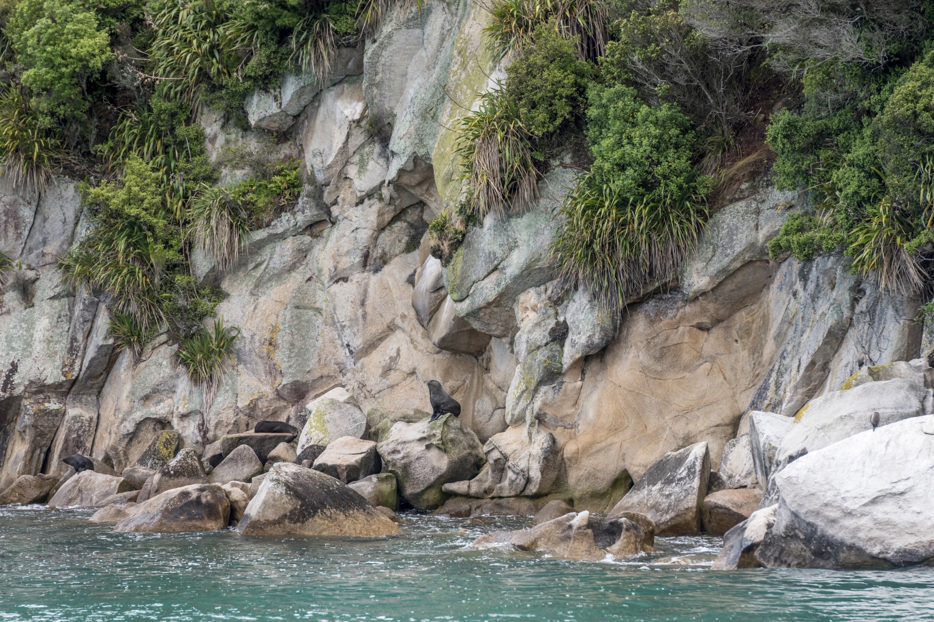 Fur seals on the Tonga Island shore