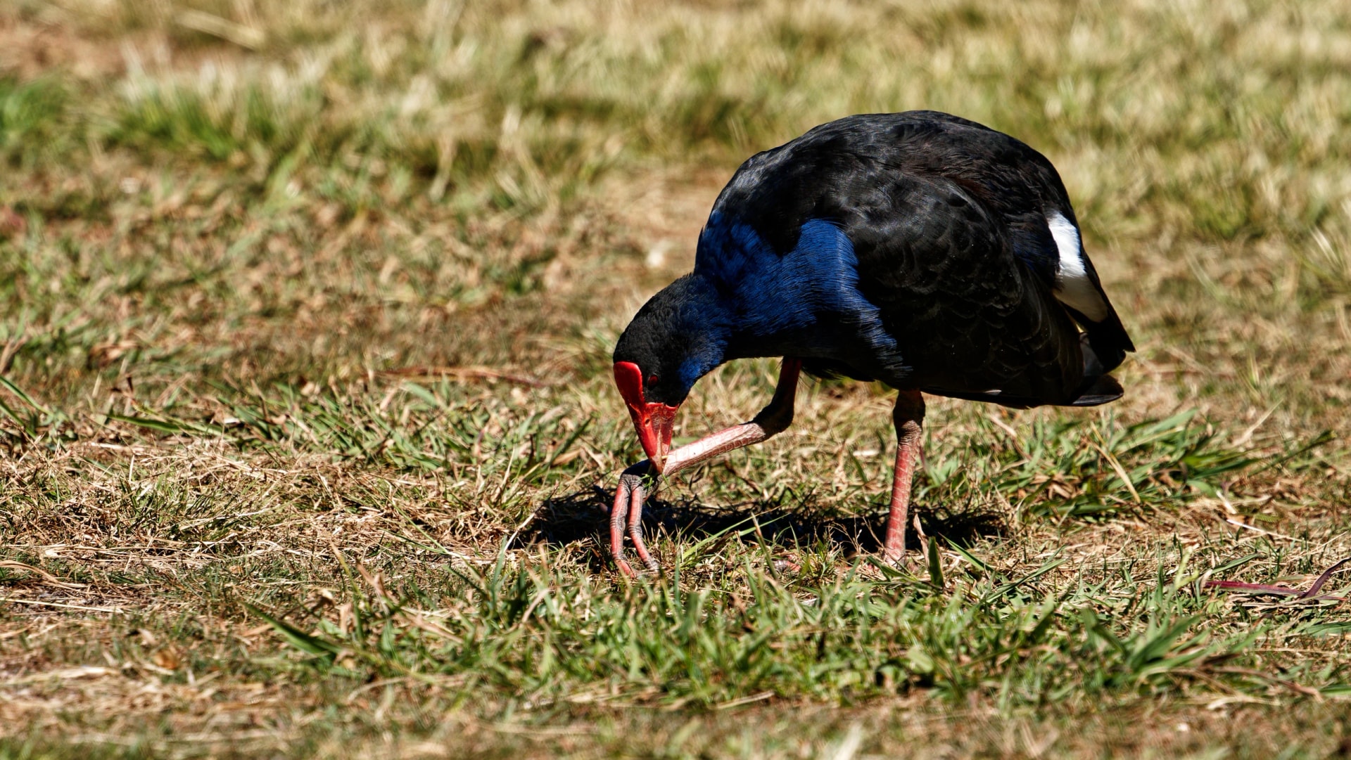 Pūkeko at Tōtaranui