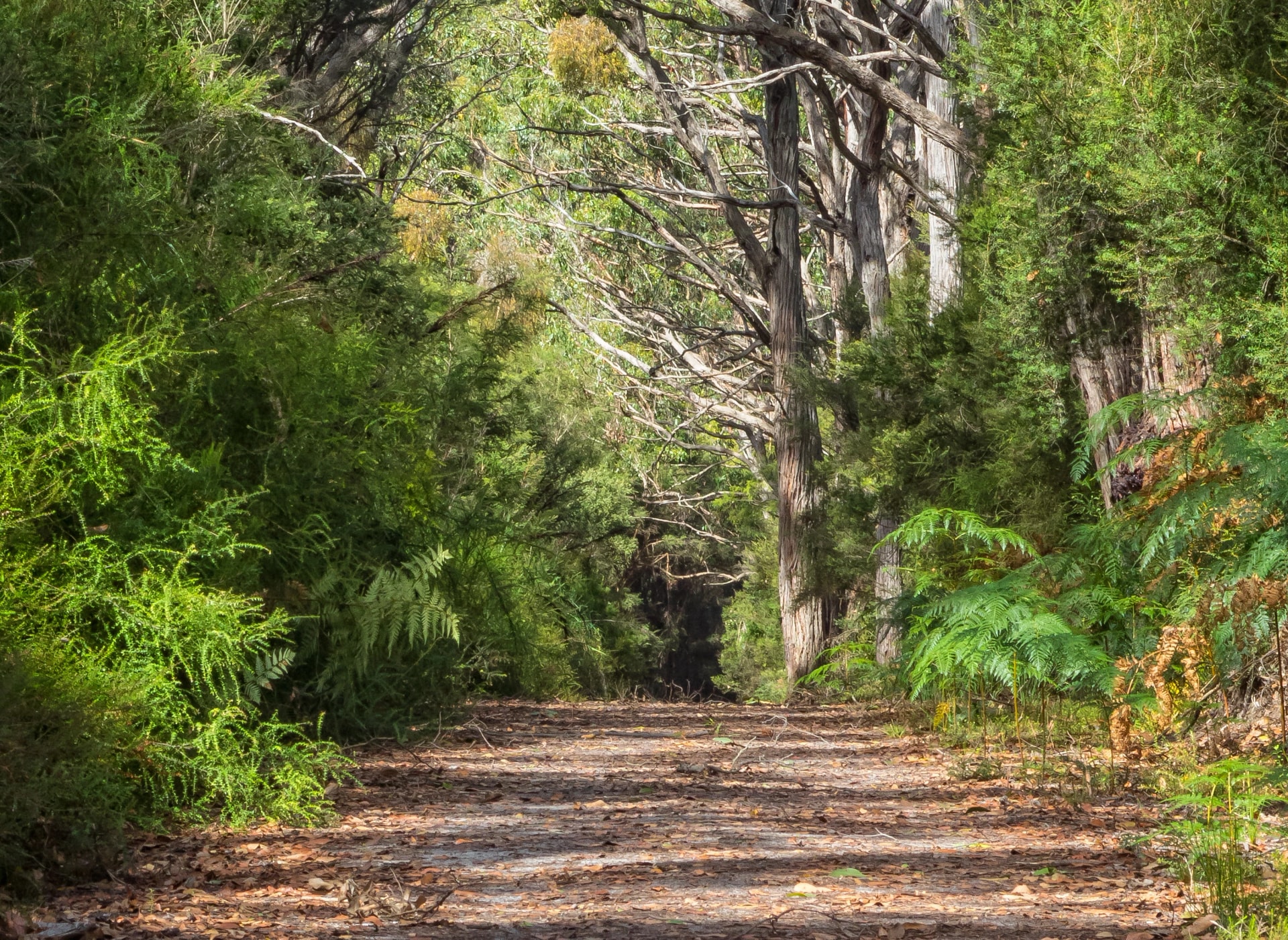 Blanket Bay Track in Great Otway National Park
