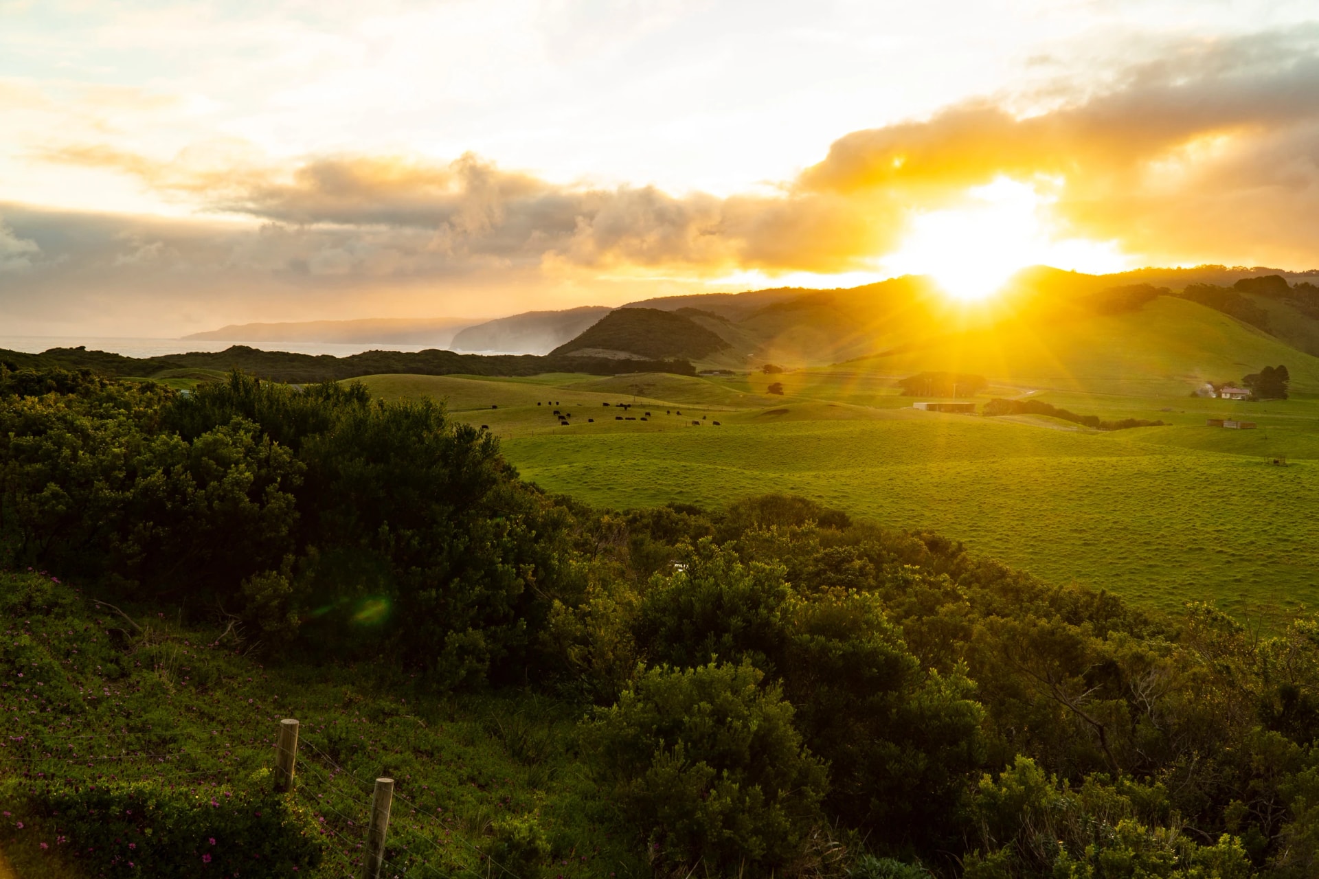 Dairy farm above Johanna Beach