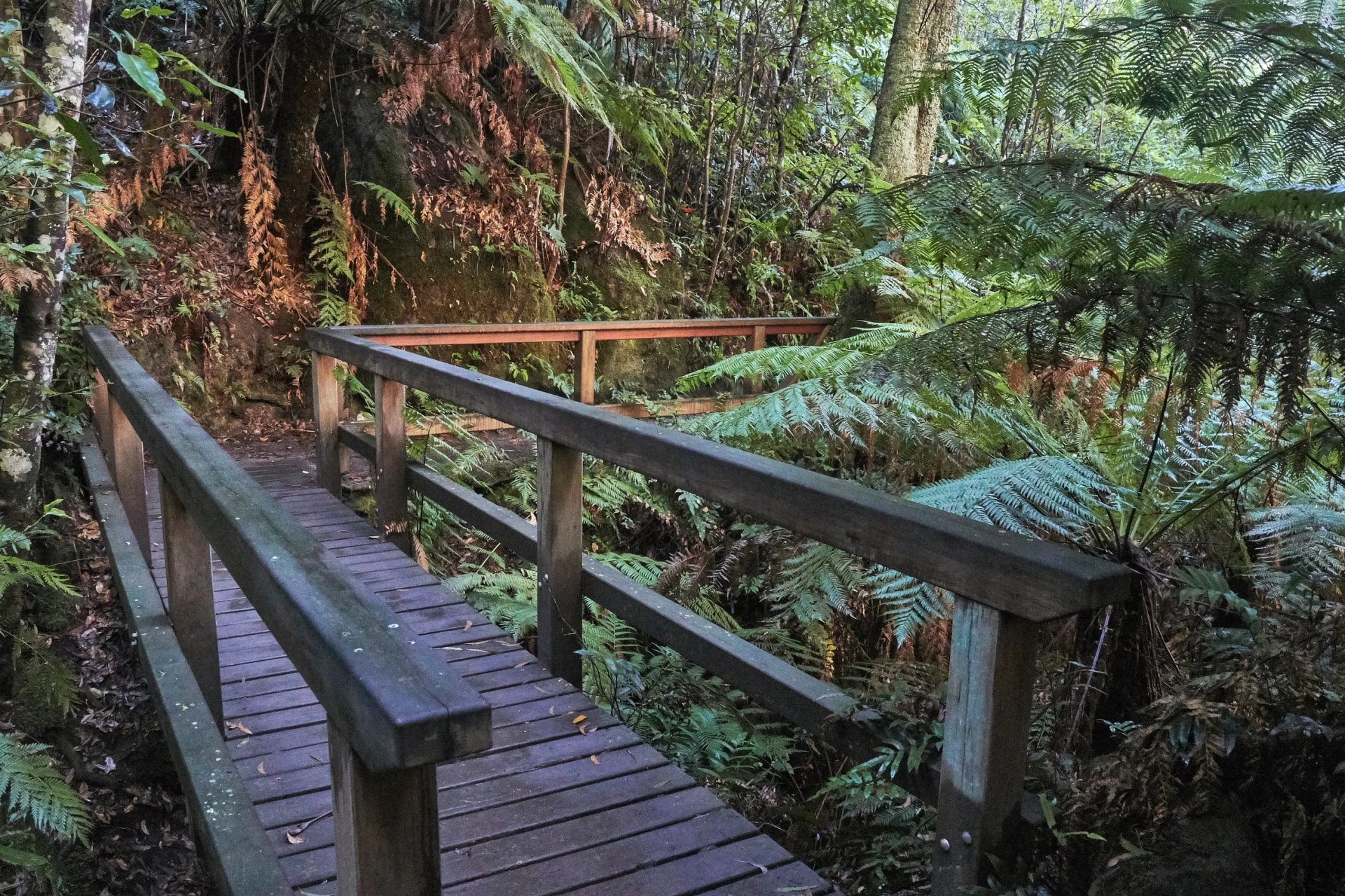 Footbridge among tree ferns in the Grand Canyon
