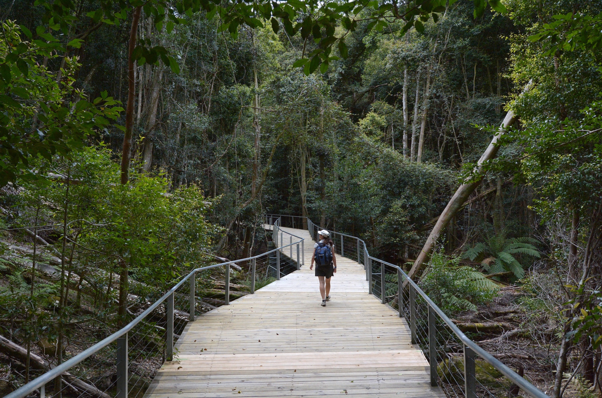 Rainforest boardwalk in the Jamison Valley