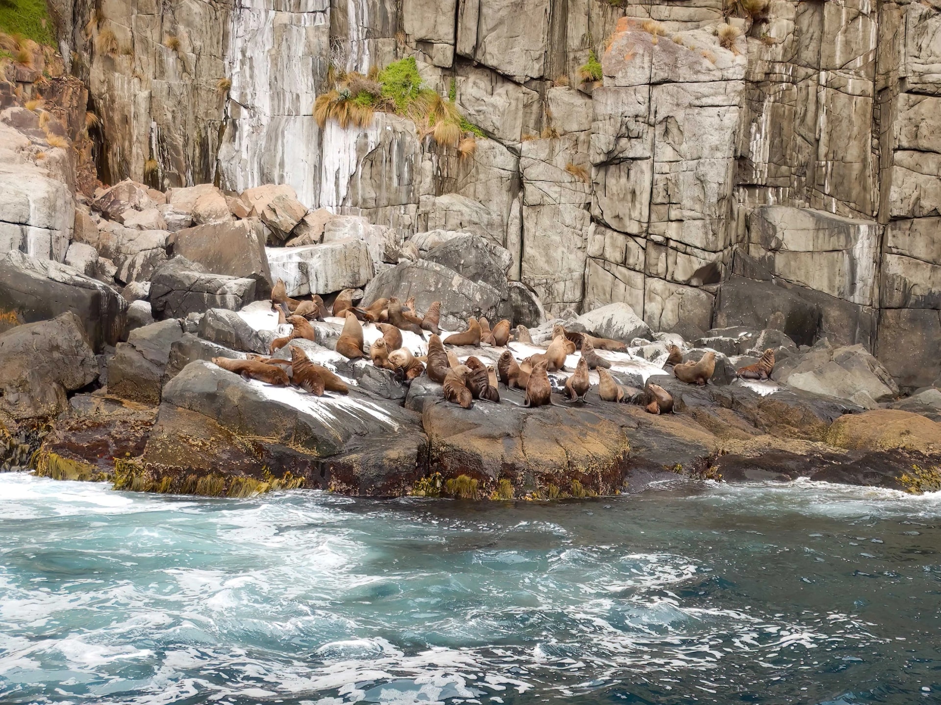 Fur seals in Tasman National Park