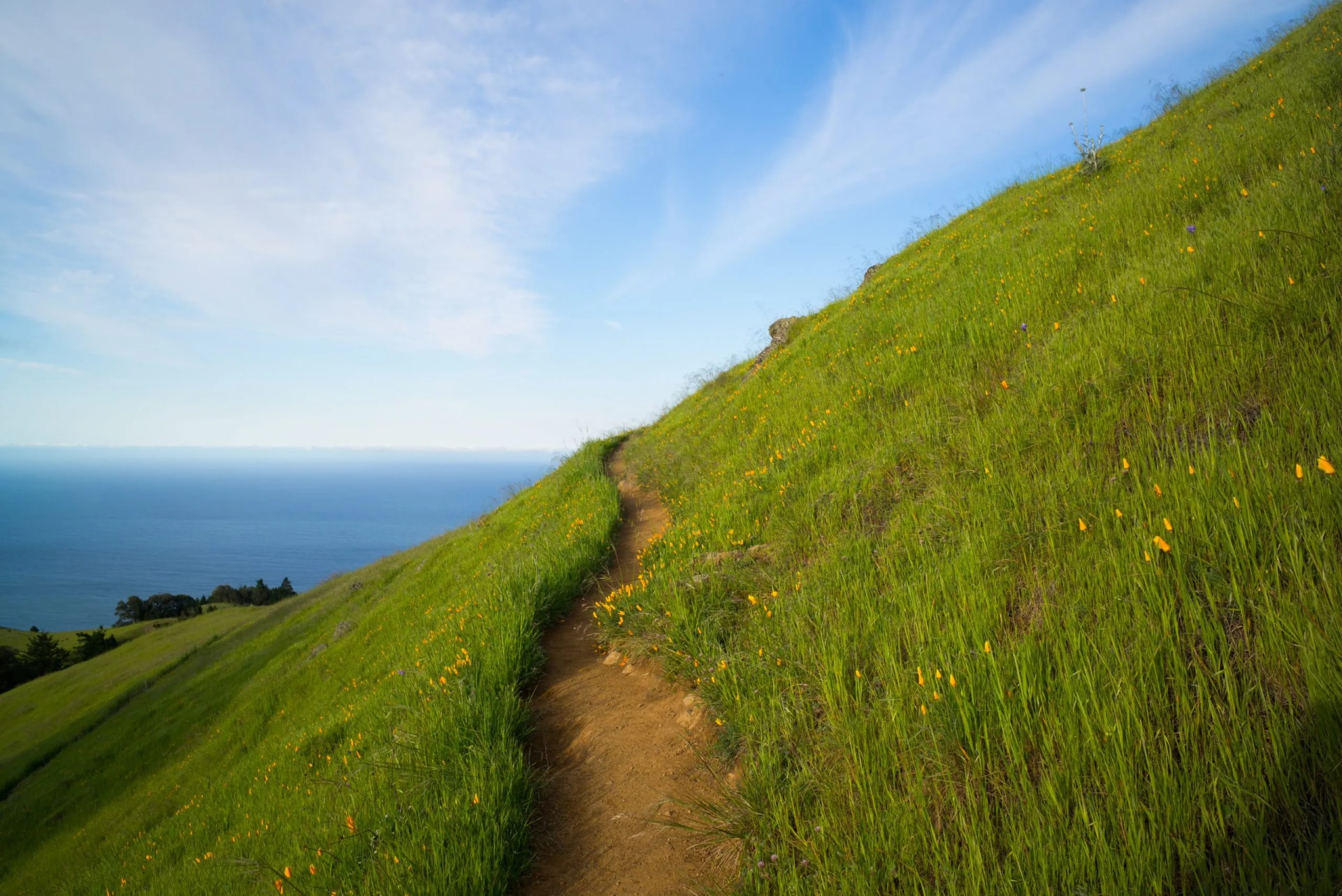 Hiking trail winding up a steep grassy hillside with yellow wildflowers overlooking the blue Pacific Ocean.