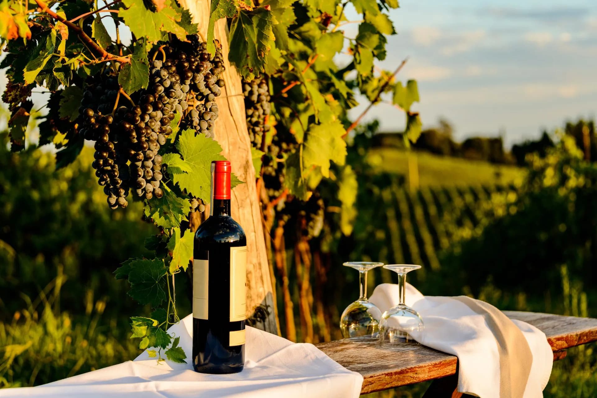 Wine bottle and two empty glasses on a table in a sunlit vineyard with ripe grapes.