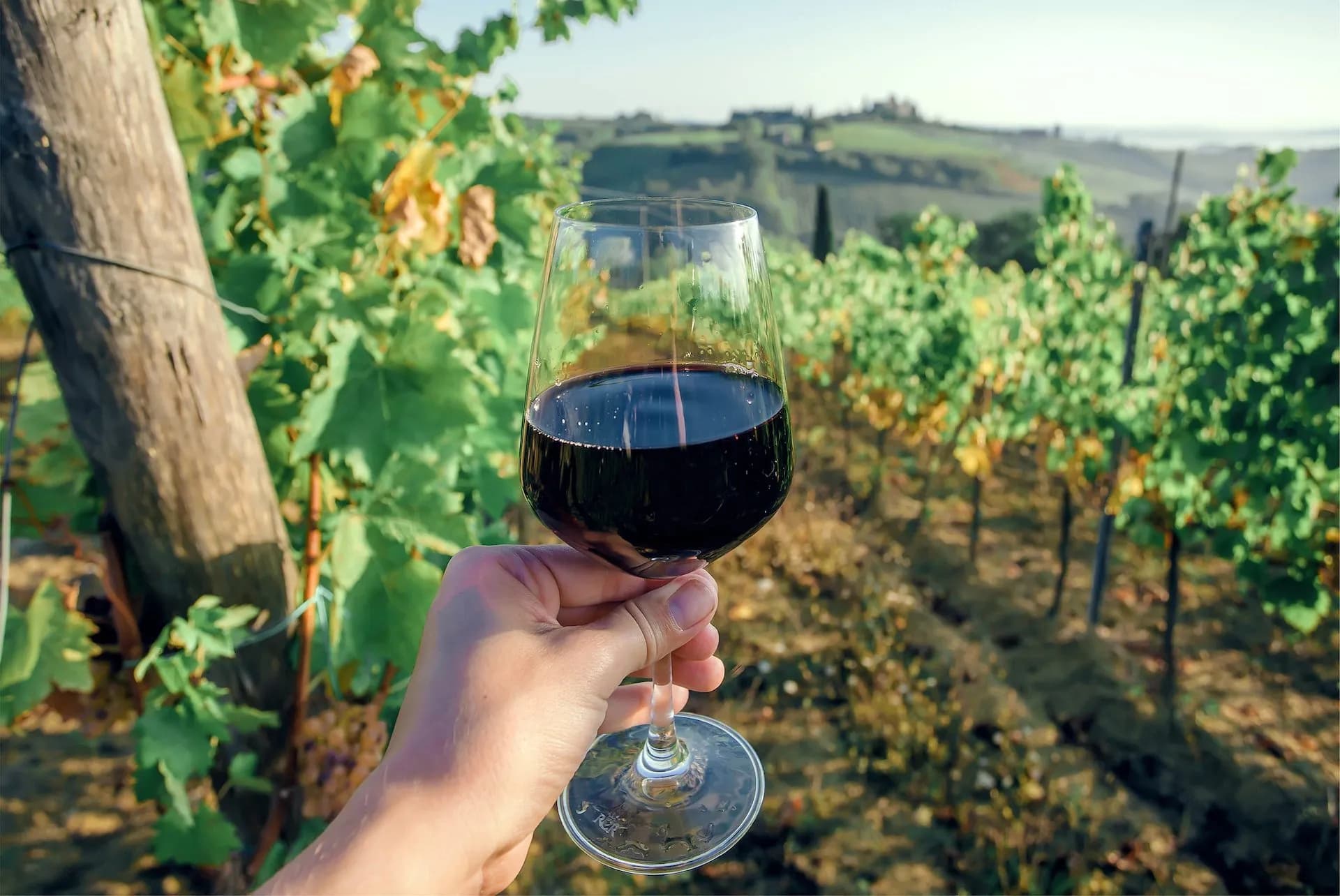 Hand holding glass of red Chianti wine in sunlit Tuscan vineyard hills