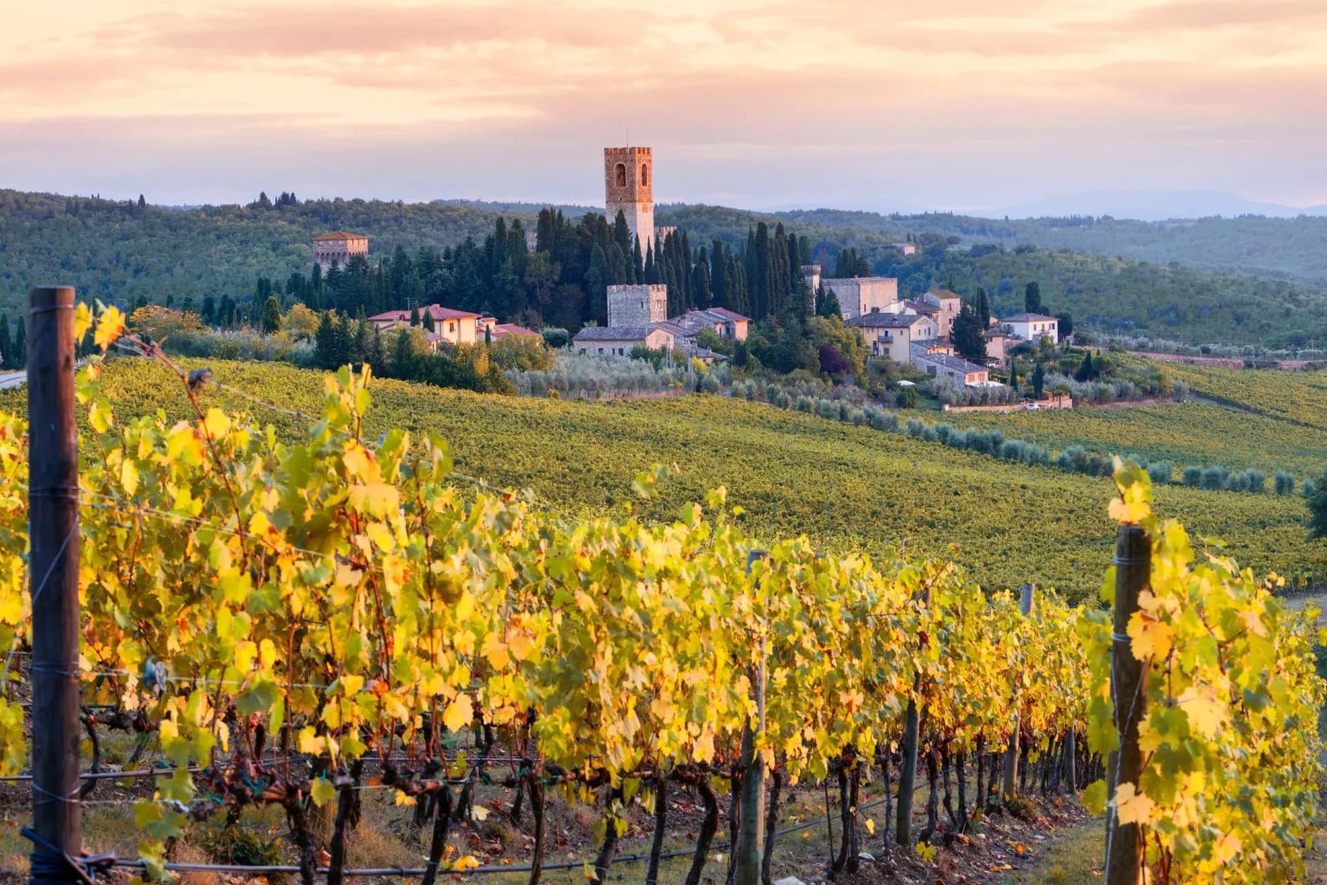 Vineyard with yellowing leaves in foreground overlooking village with stone tower at sunset