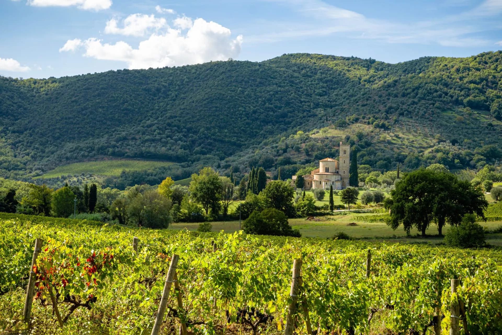 Vineyard in Tuscany with historic abbey building against a densely wooded hill
