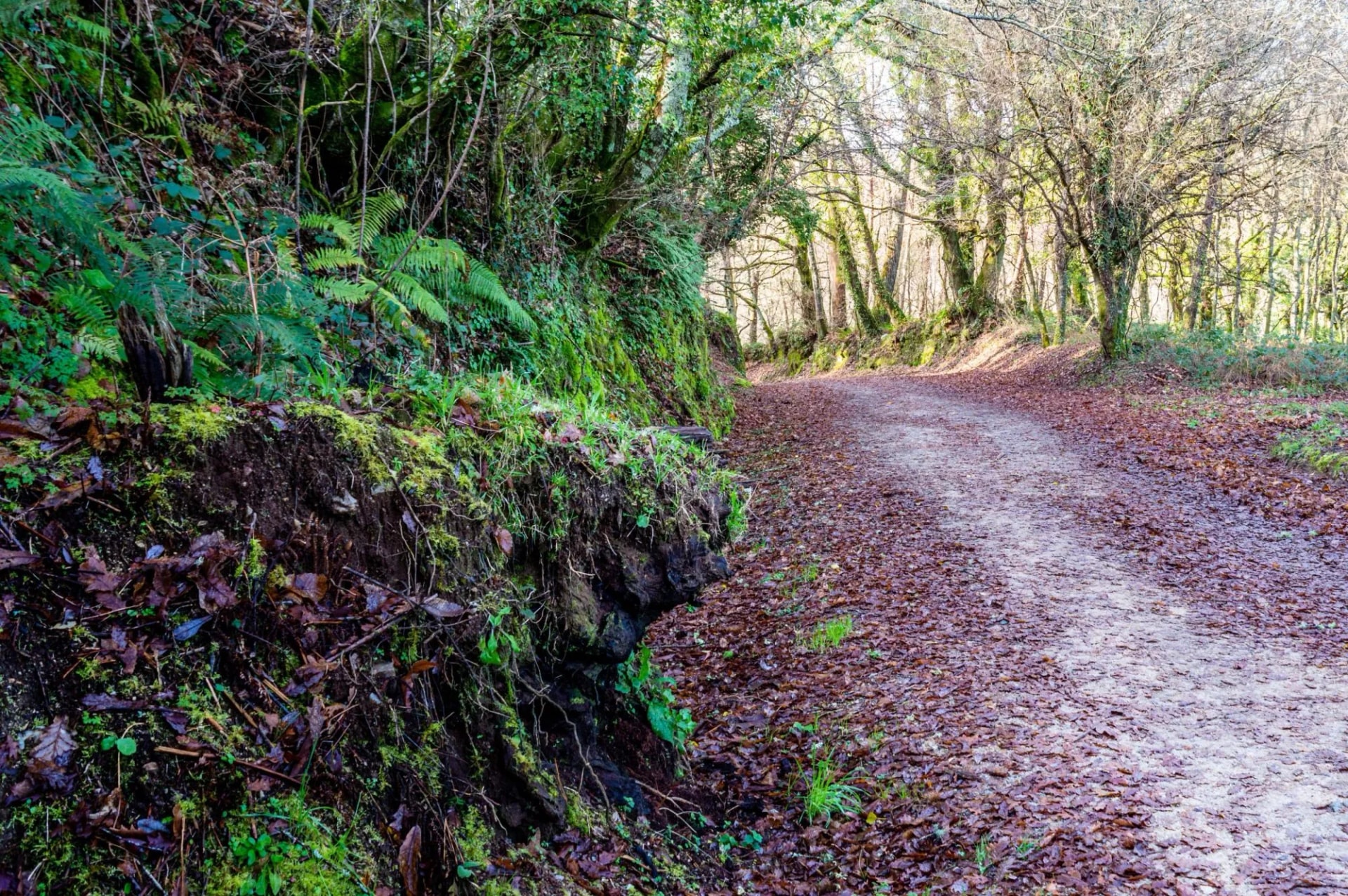 Dirt path covered in autumn leaves between mossy embankment and forest on the way to Arzúa.