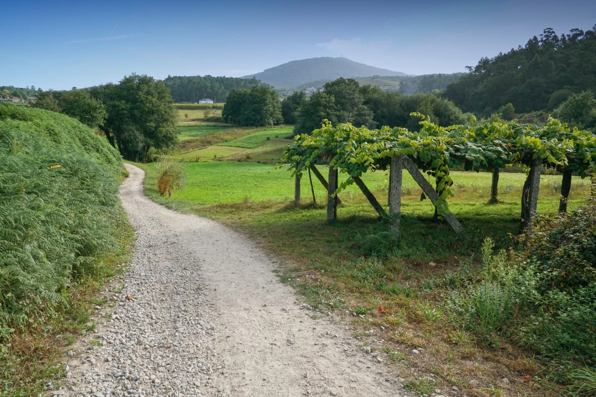 Gravel path near vineyard and green fields leading toward a forested hill near Caldas de Reis.