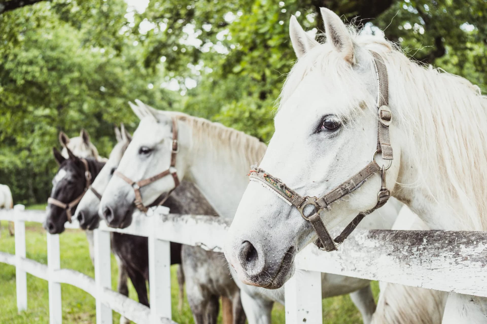 Lipizzan horses with bridles behind a white fence at Lipica Stud Farm with green trees.