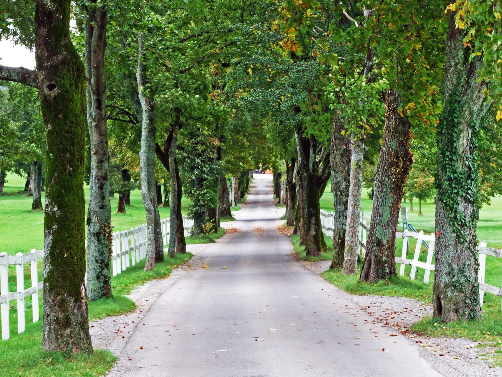 Tree-lined avenue with white fences and green parkland at Lipica Stud Farm.