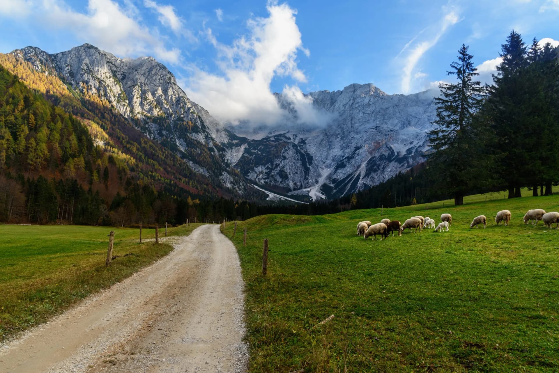 Sheep grazing in green field beside dirt road with Mount Skuta in Zgornje Jezersko, Slovenia.
