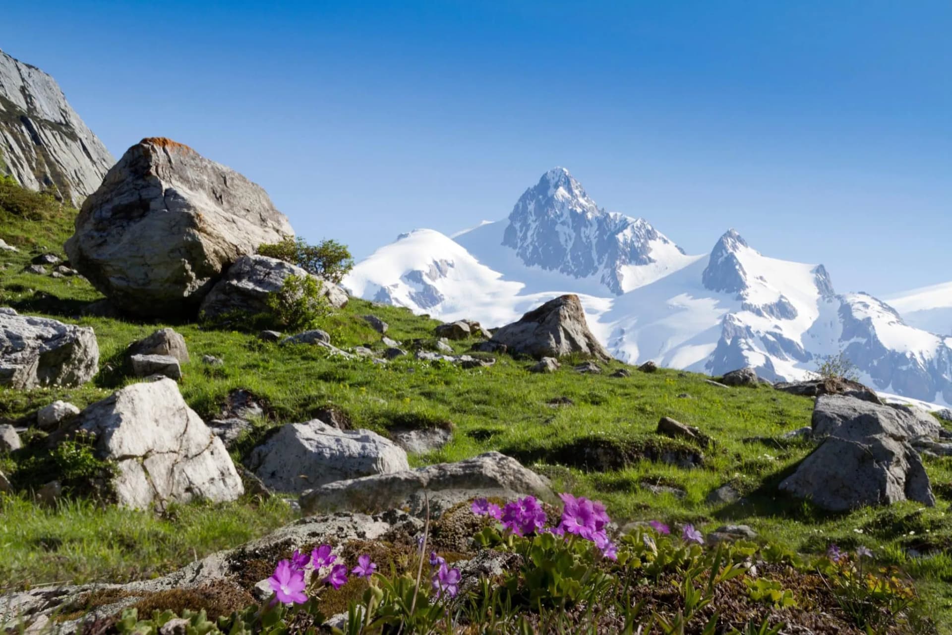 Alpine meadow with purple flowers, rocks, and snow-capped mountains under a clear blue sky.
