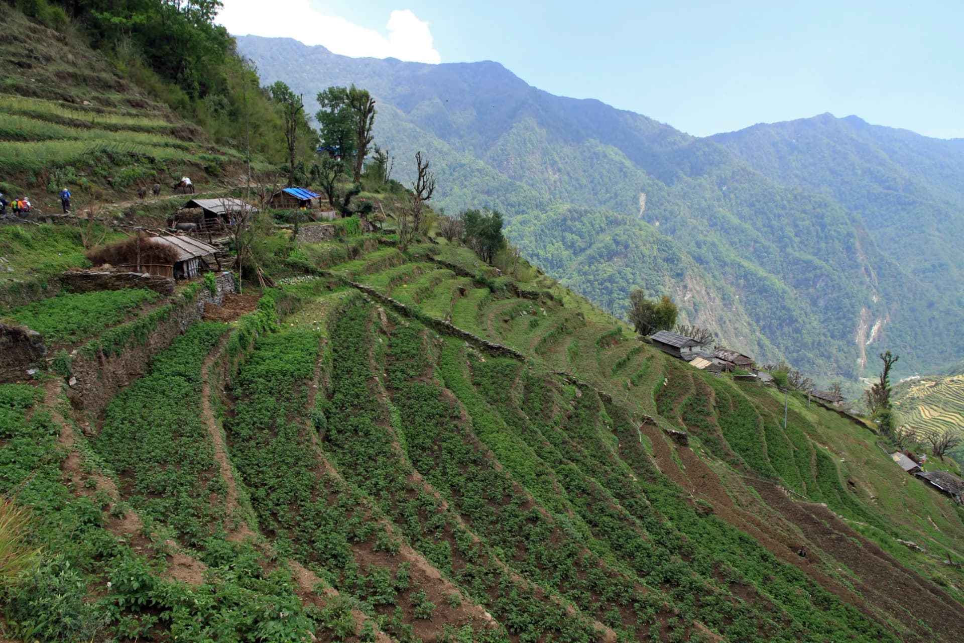 Terraced fields near Chhomrong