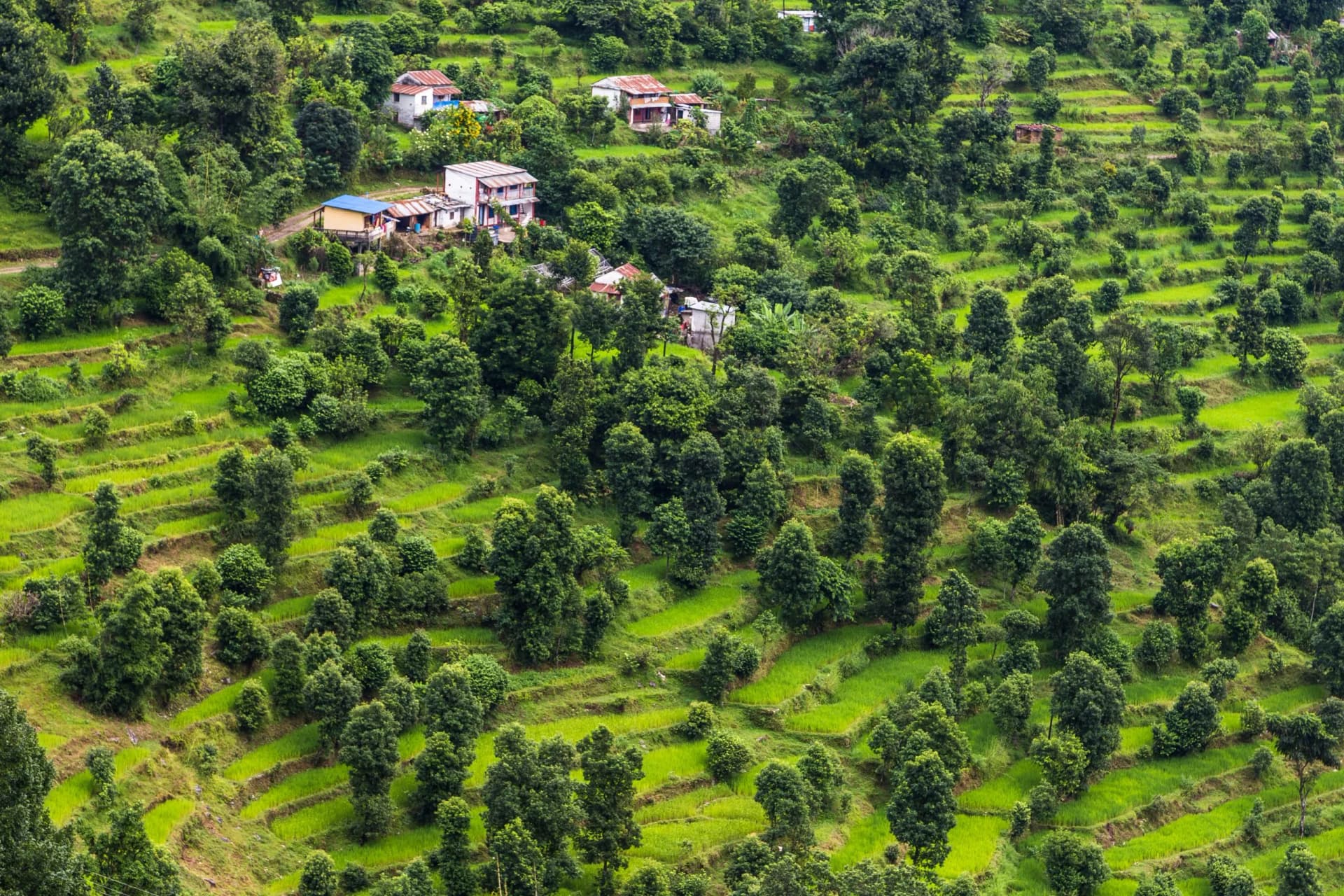 Rice terraces in Pohkara valley, Nepal.